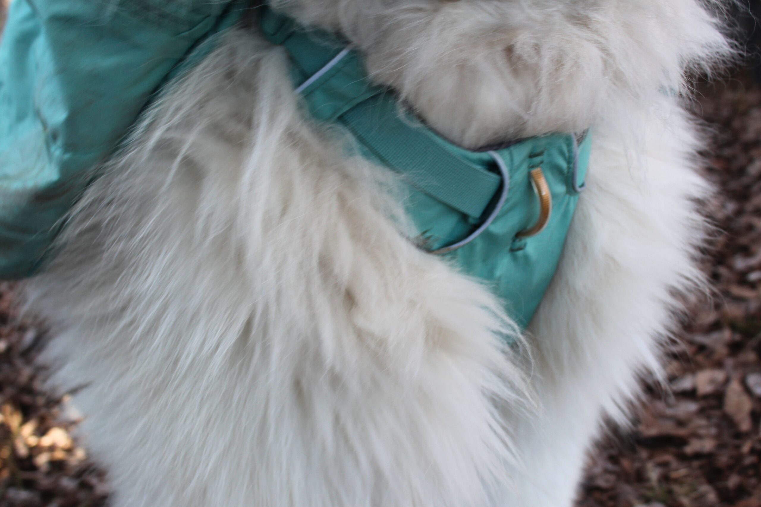 Front d-ring on the Ruffwear Front Range Day Pack