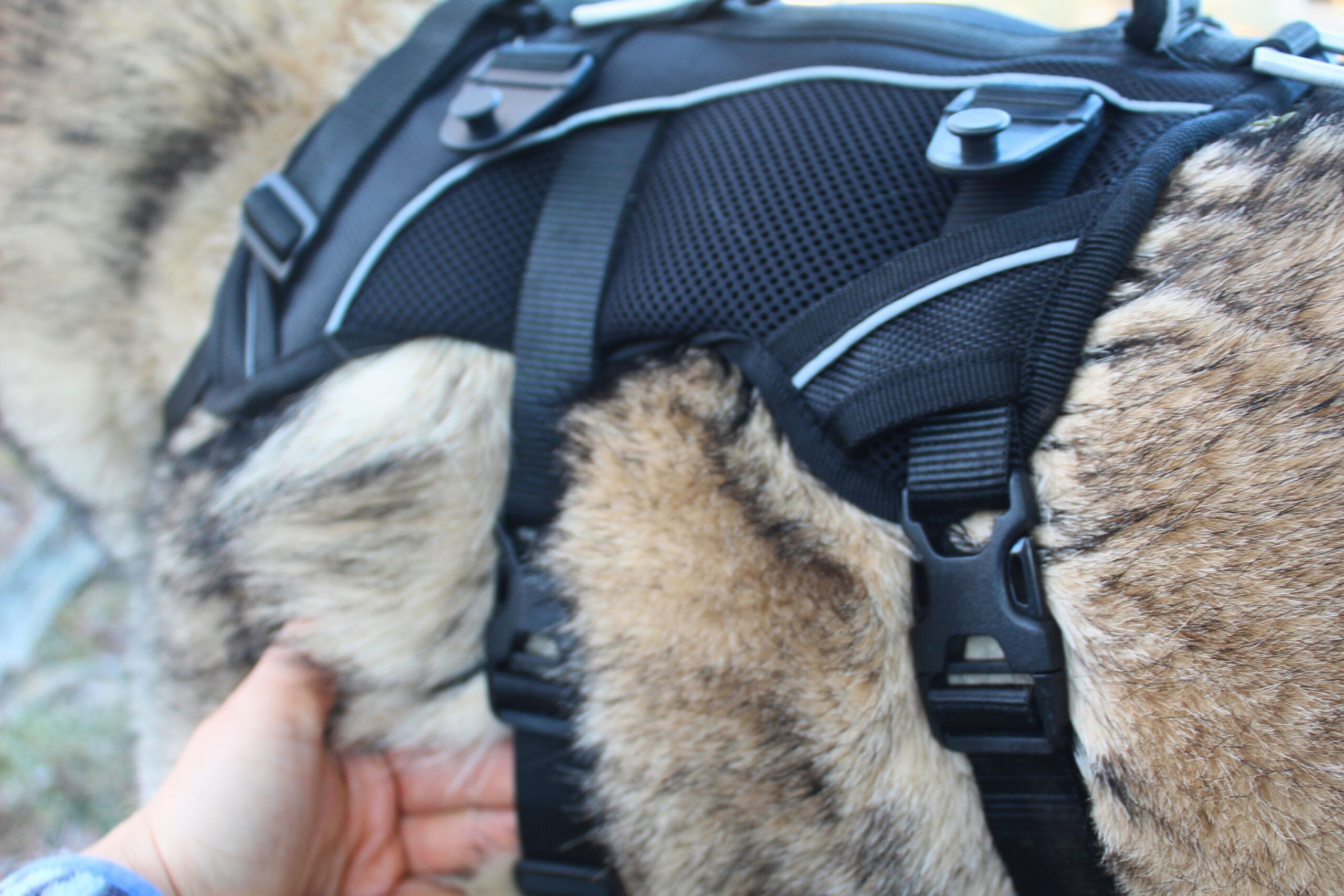 Close up of the Terrain Dog Lightweight Adventure Pack buckles.