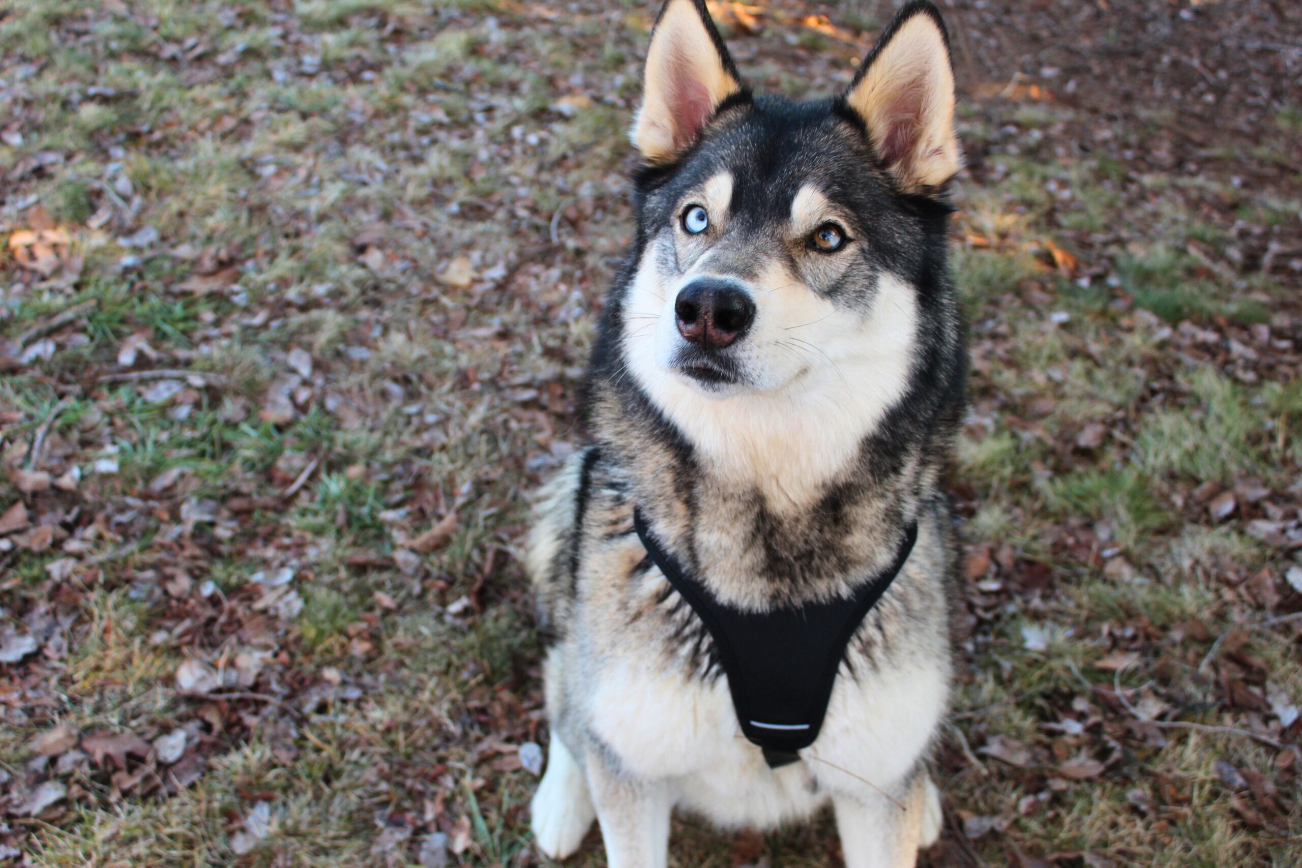 Husky wearing the Terrain Dog Lightweight Adventure Pack harness while sitting and looking toward the camera