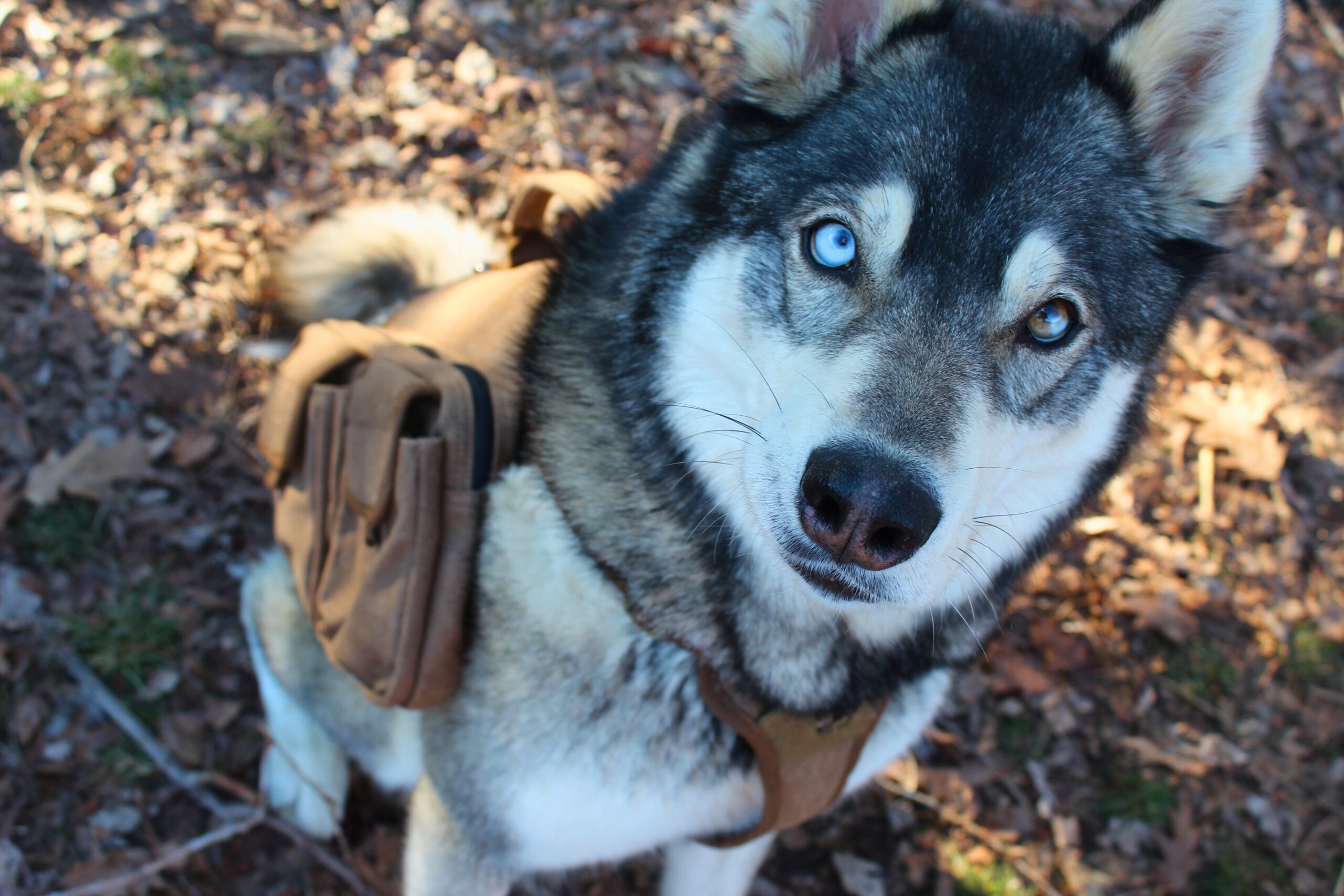 Husky wearing the Terrain Dog Lightweight Adventure Pack harness while sitting and looking toward the camera