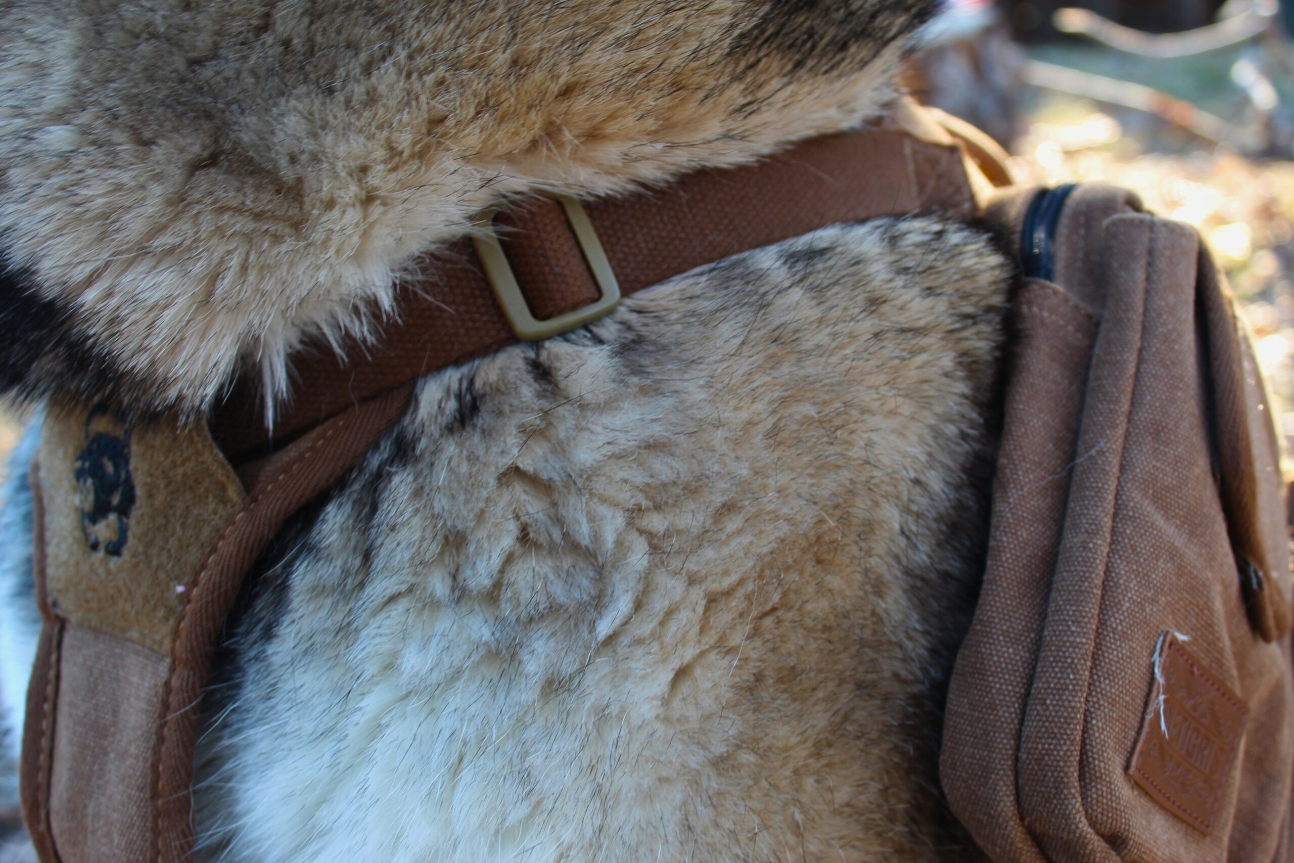 Close up of the front adjustment strap on the OneTigris Hoppy Camper 2.0 dog backpack