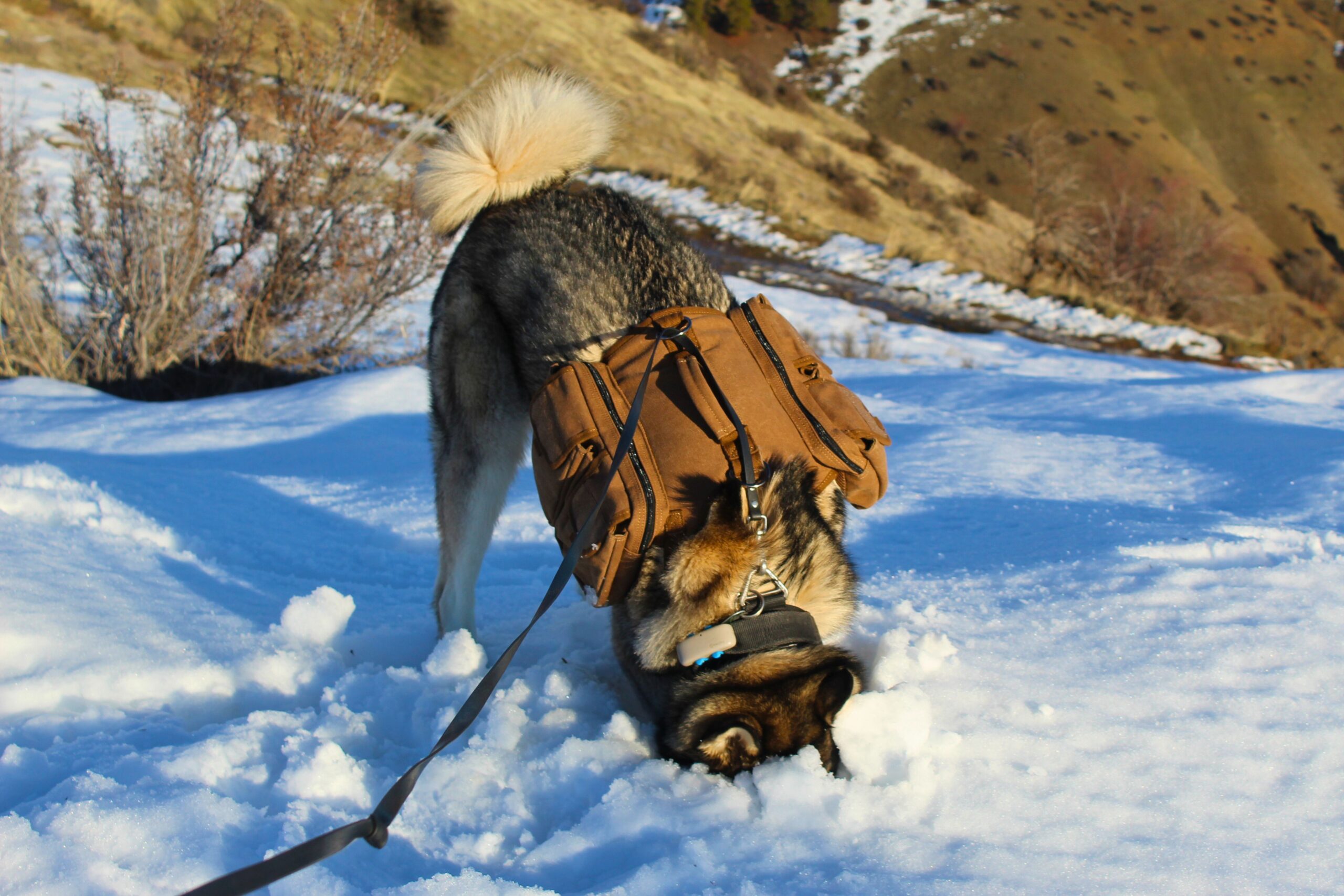 Husky digging in the snow while wearing the OneTigris Hoppy Camper 2.0 dog backpack