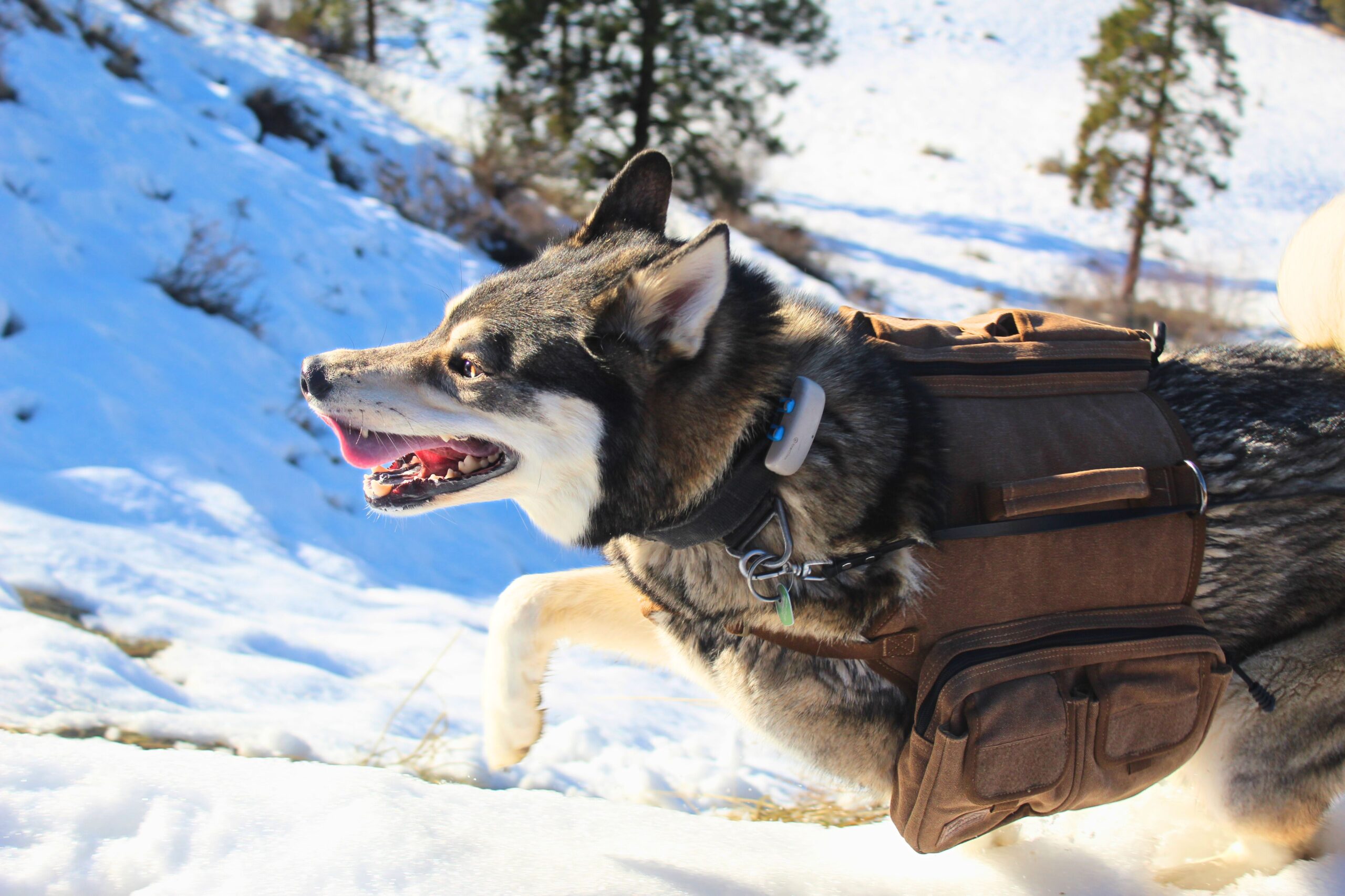 Husky wearing the OneTigris Hoppy Camper 2.0 while running in the snow