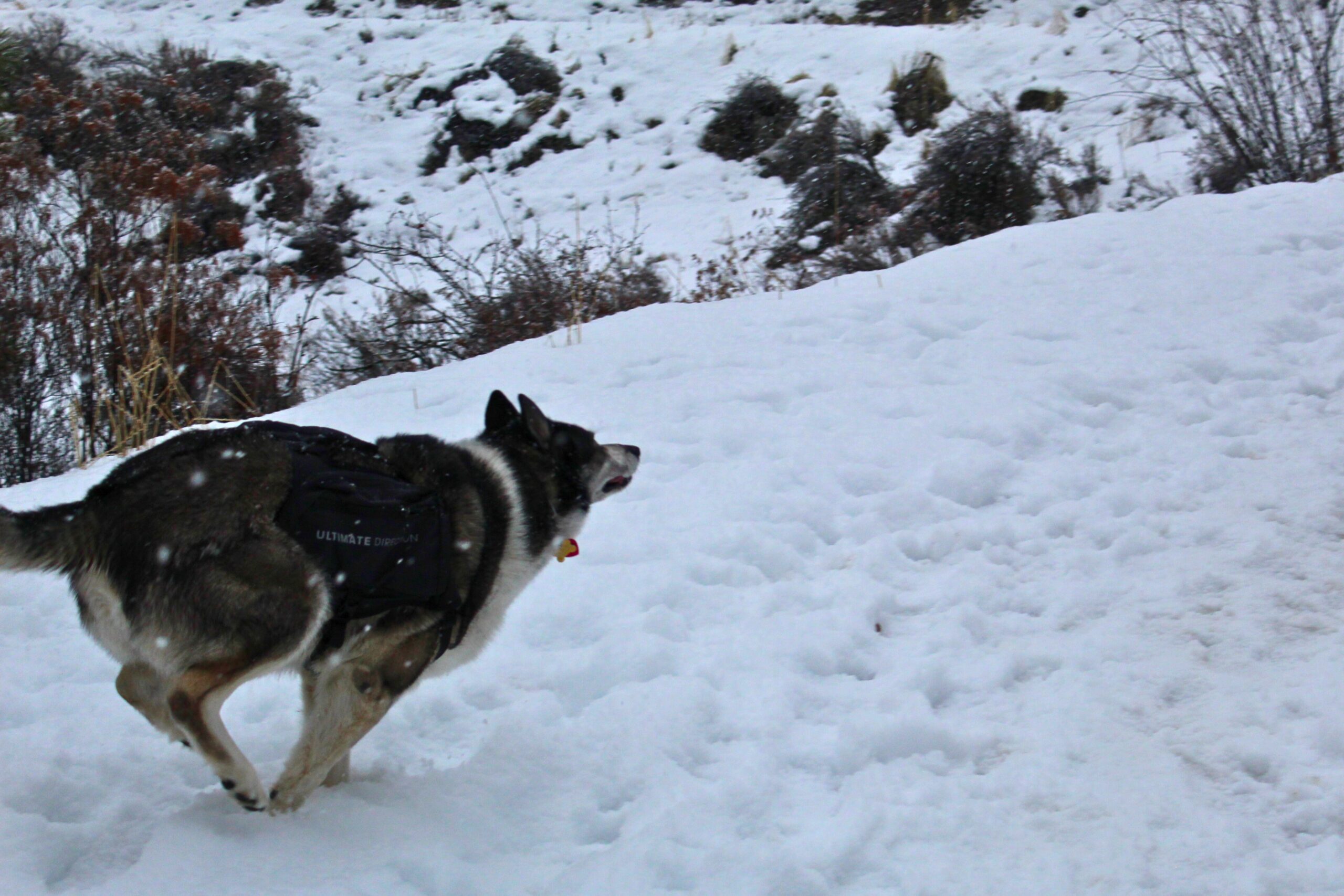 Husky running through the snow wearing the Ultimate Direction Dog Vest
