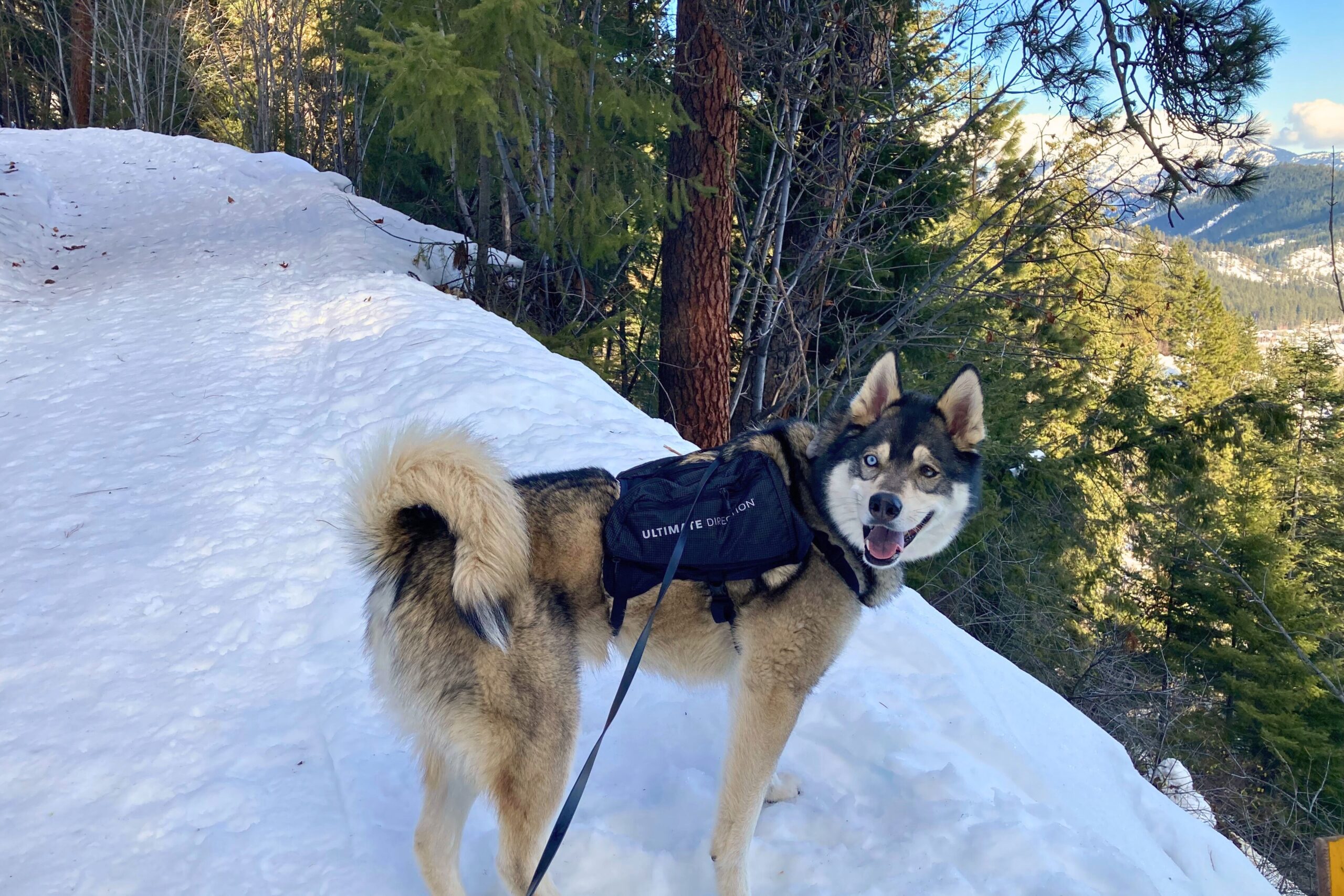 Husky wearing the Ultimate Direction Dog Vest on a snowy trail