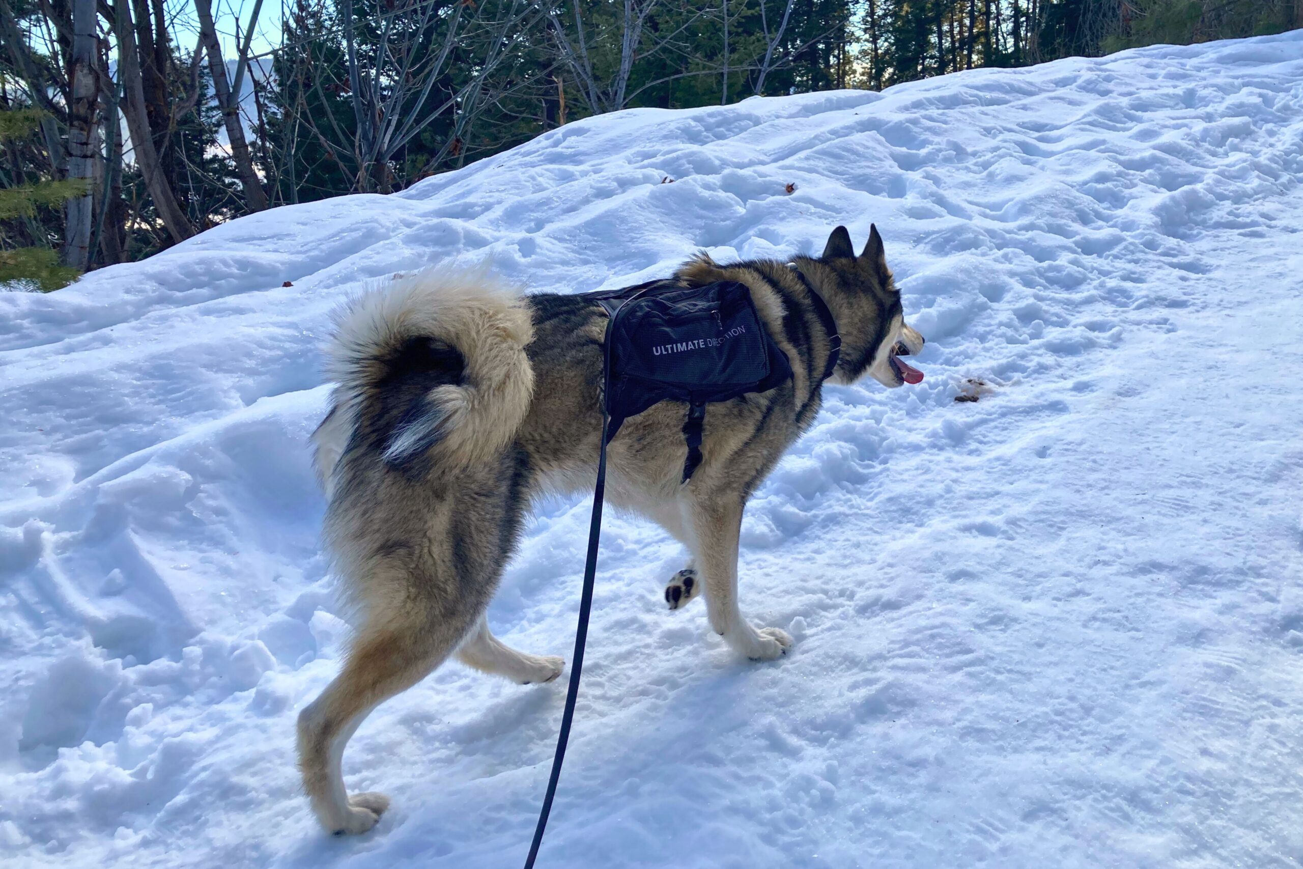Husky wearing the Ultimate Direction Dog Vest while hiking on a snowy trail