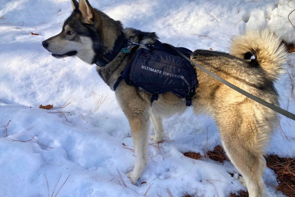 Husky wearing the Ultimate Direction Dog Vest and standing in the snow