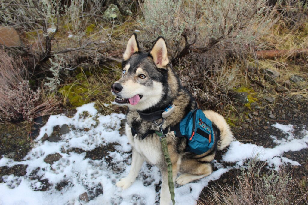 a husky wearing the wilderdog pack