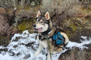 a husky wearing the wilderdog pack