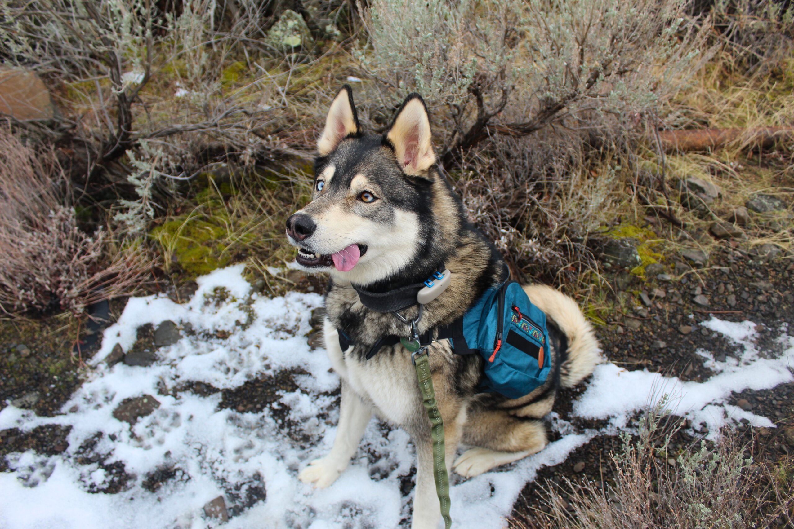 a husky wearing the wilderdog pack