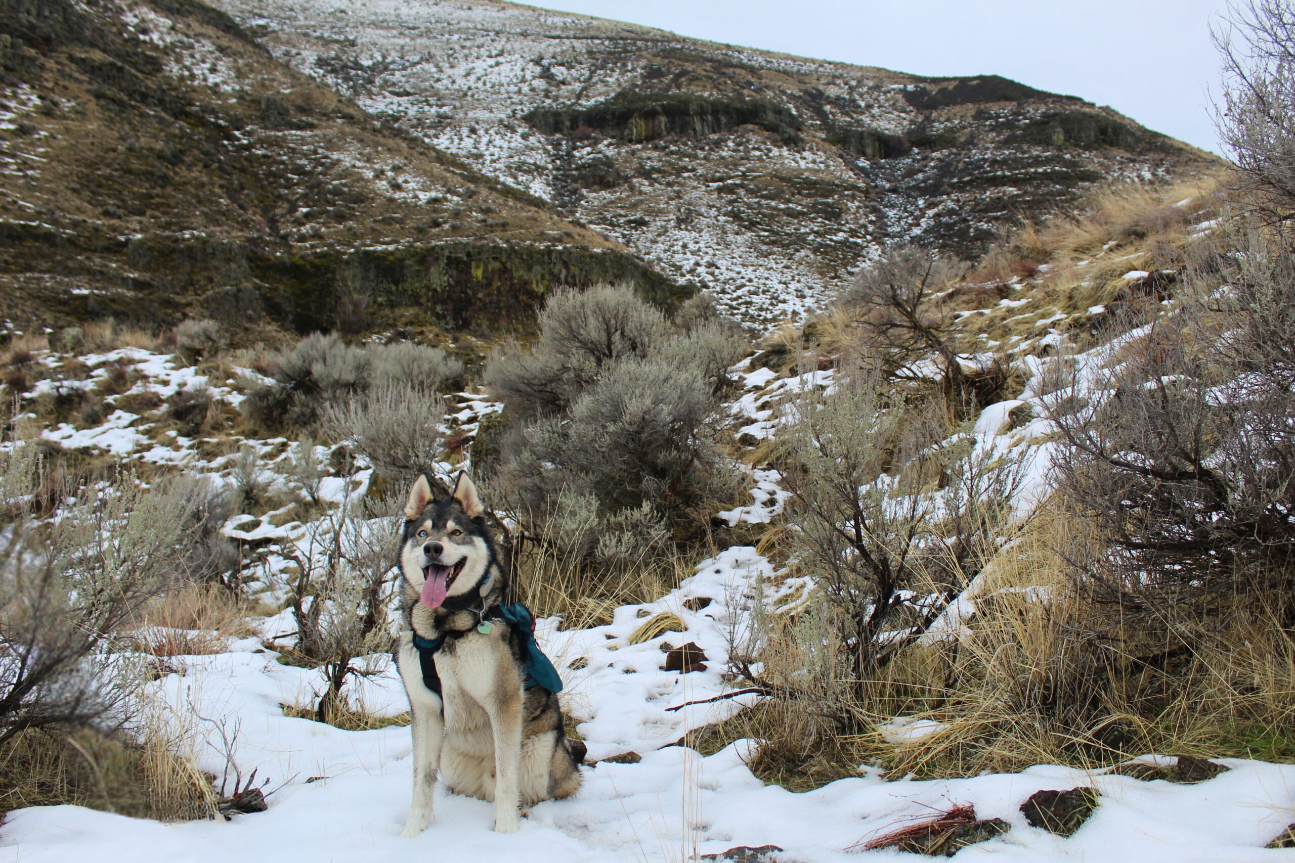 dog sitting on some snow wearing the wilderdog pack