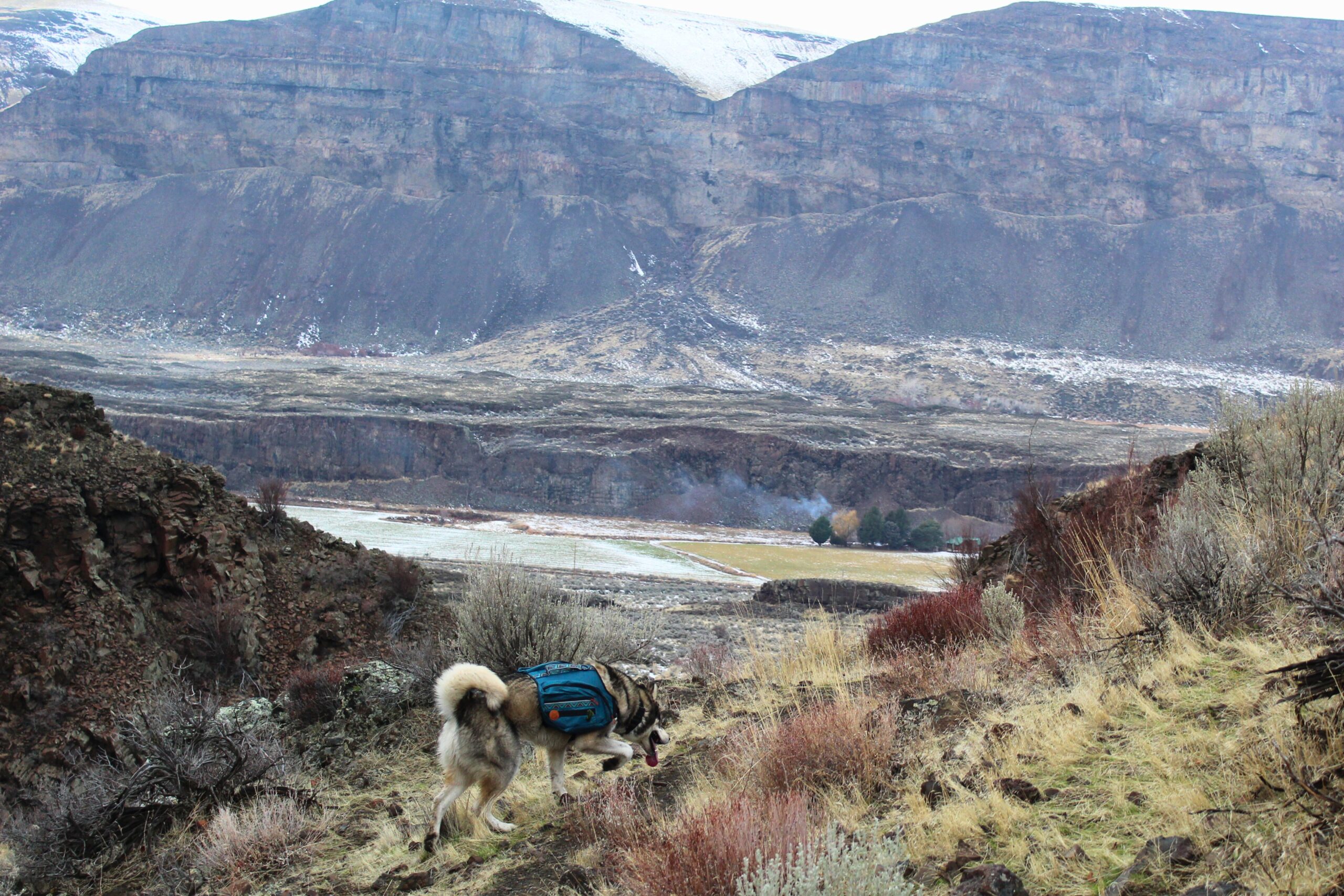 dog wearing wilderdog pack over a mountain valley