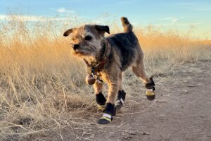 A close up of a dog trotting on a dirt path wearing the Muttluks boots. There is tall, yellow grass in the background.