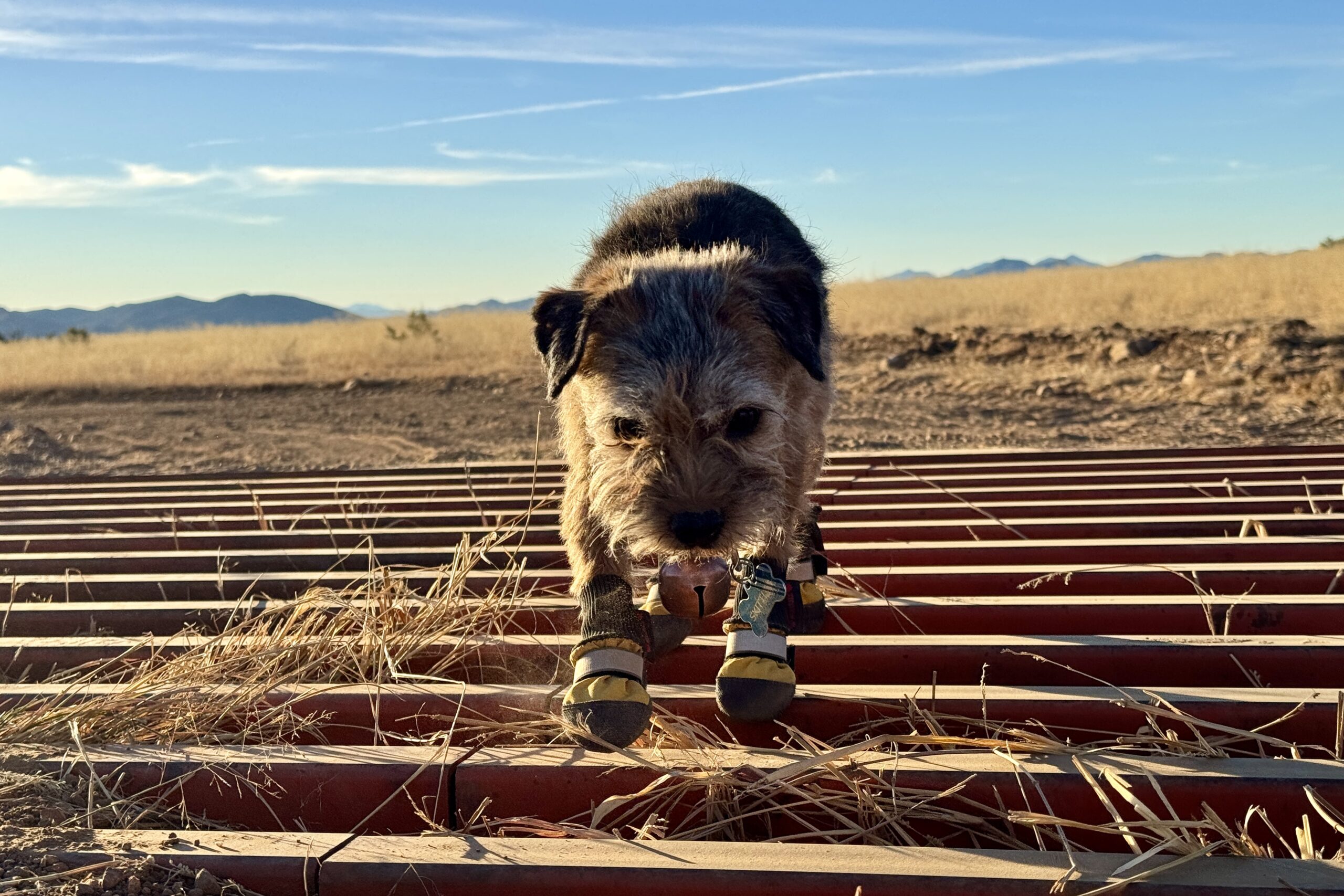 A small dog wearing the Muttluks boots is crossing a cattle guard.