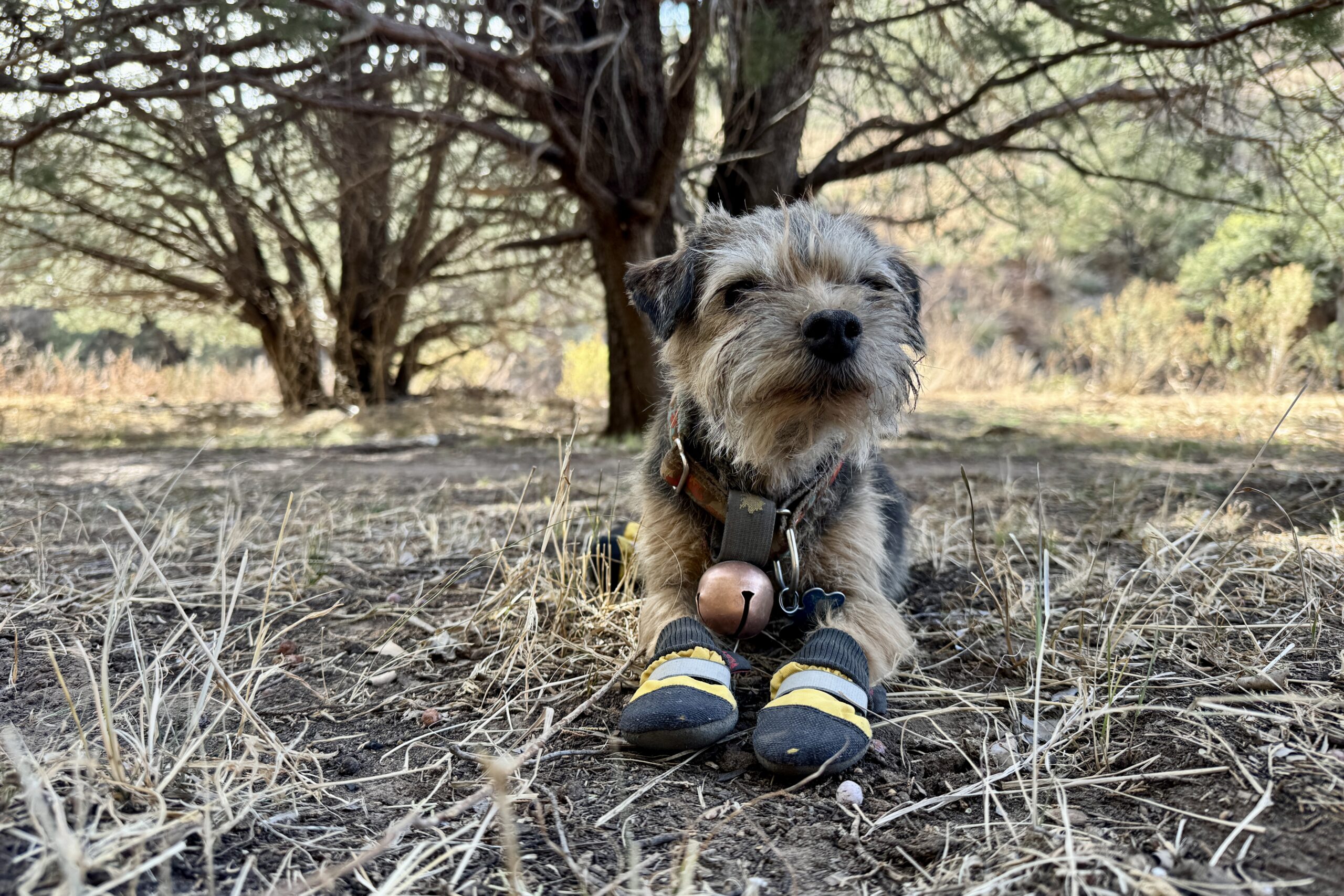 Close up of a small dog wearing the Muttlluks boots while laying under a tree in an open area.