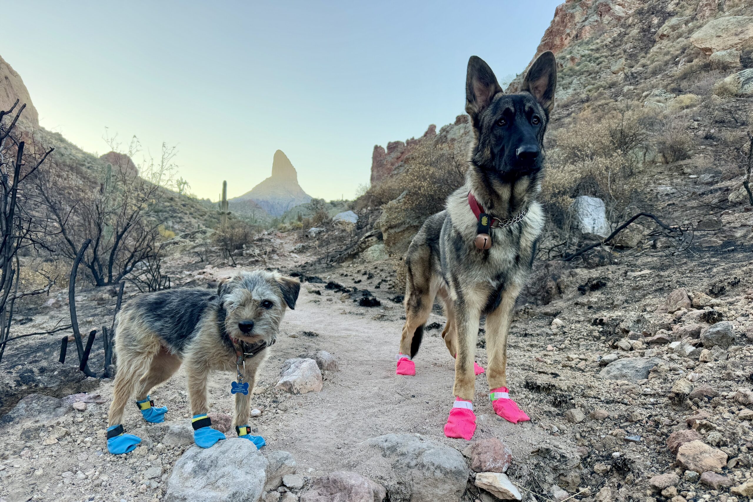 Two dogs stand on a trail in the desert with a mountain peak in the background. The dog on the left is a small terrier wearing the Long Distance boots. The dog on the right is a German Shepherd Dog wearing the dogbooties.com boots.