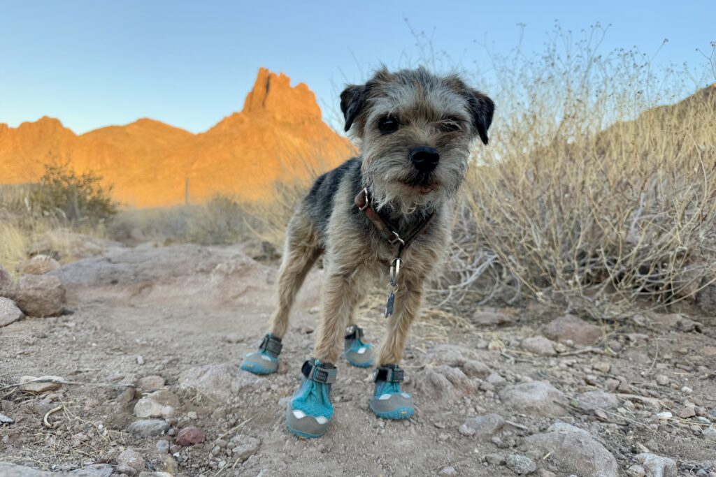 Close up of a small terrier wearing the Ruffwear boots on a trail in the desert with a mountain in the background.