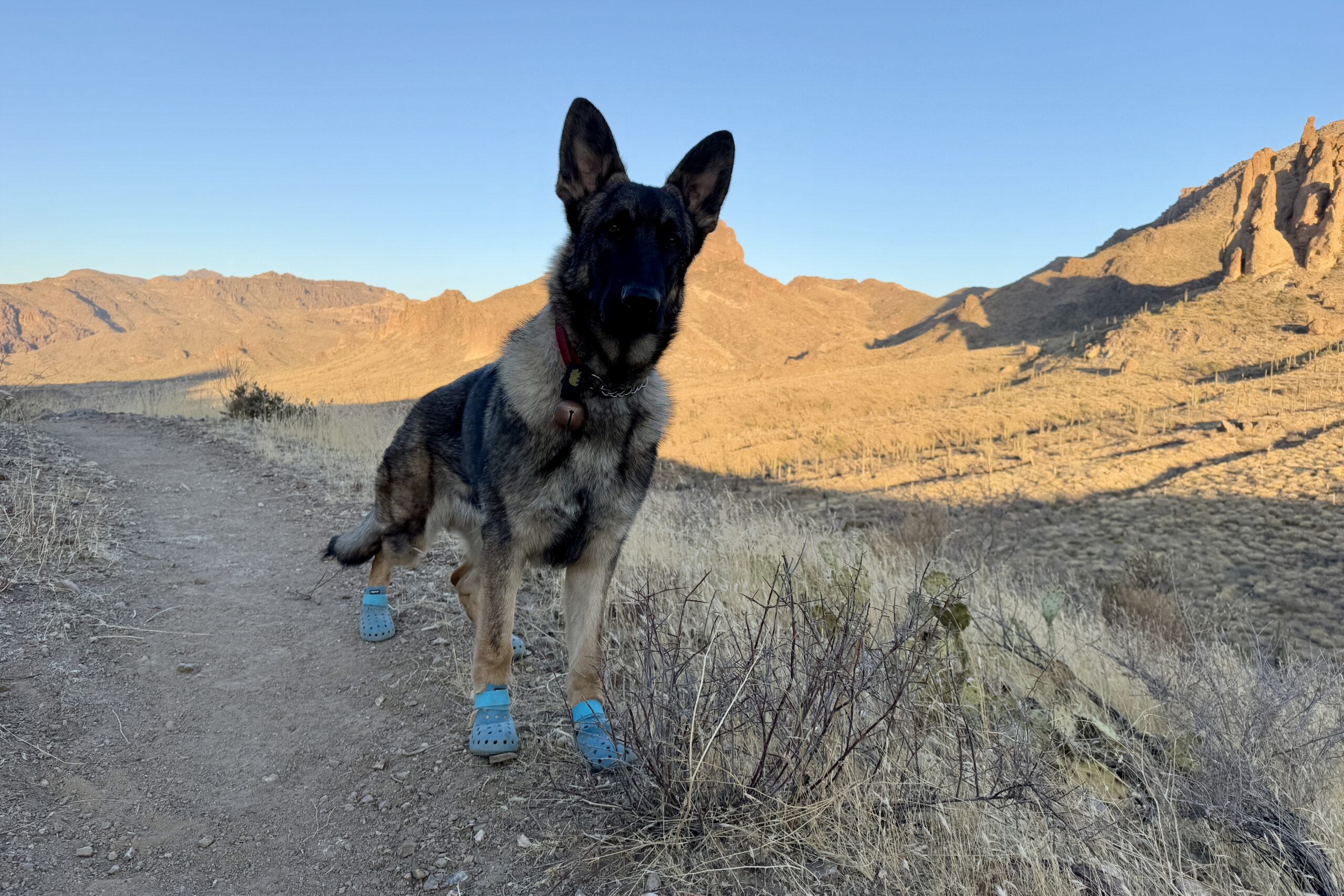 Close up of a dog wearing the WagWellies boots on a trail in the desert with mountains in the background.