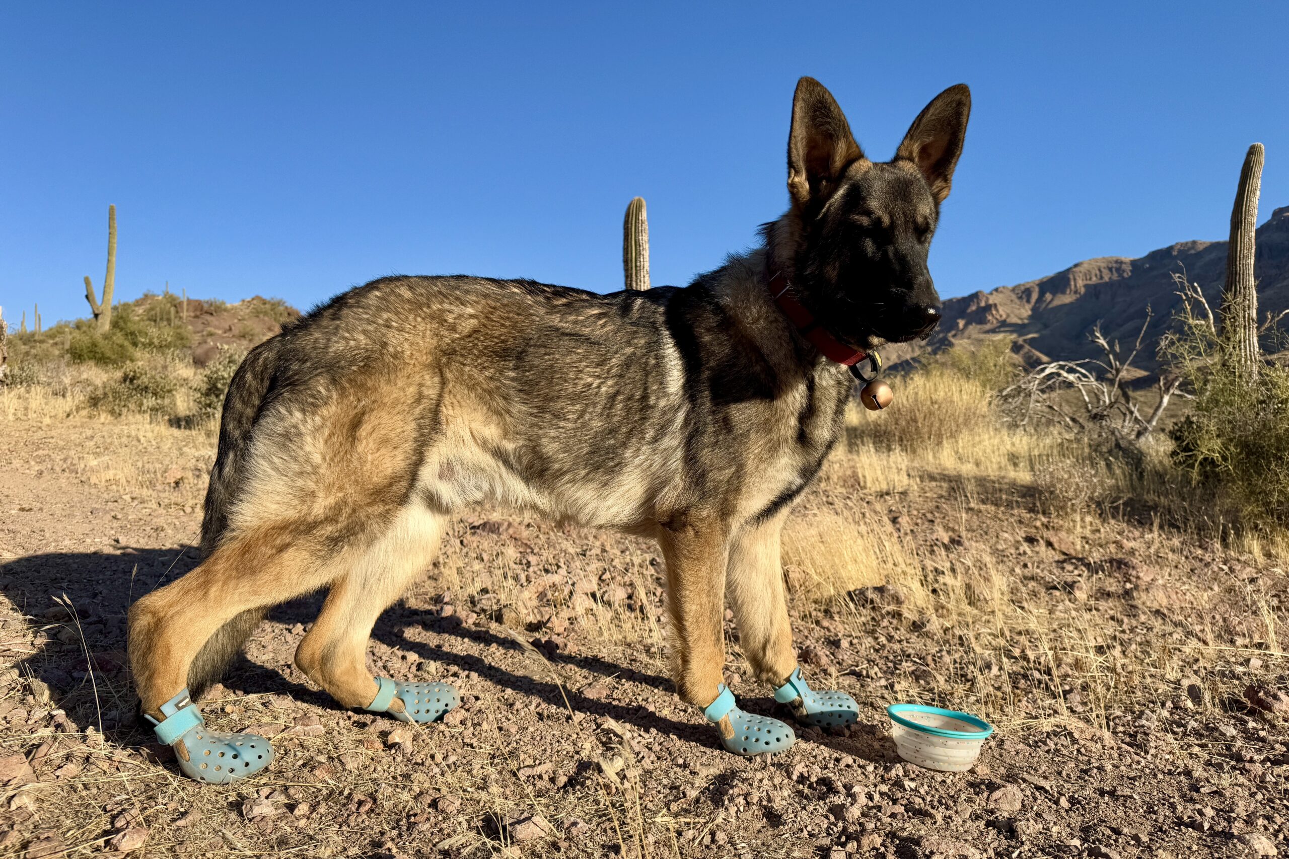 A German Shepherd Dog wearing the WagWellies is standing next to a water bowl in an open area in the desert. There are Saguaro Cactuses and mountains in the background.