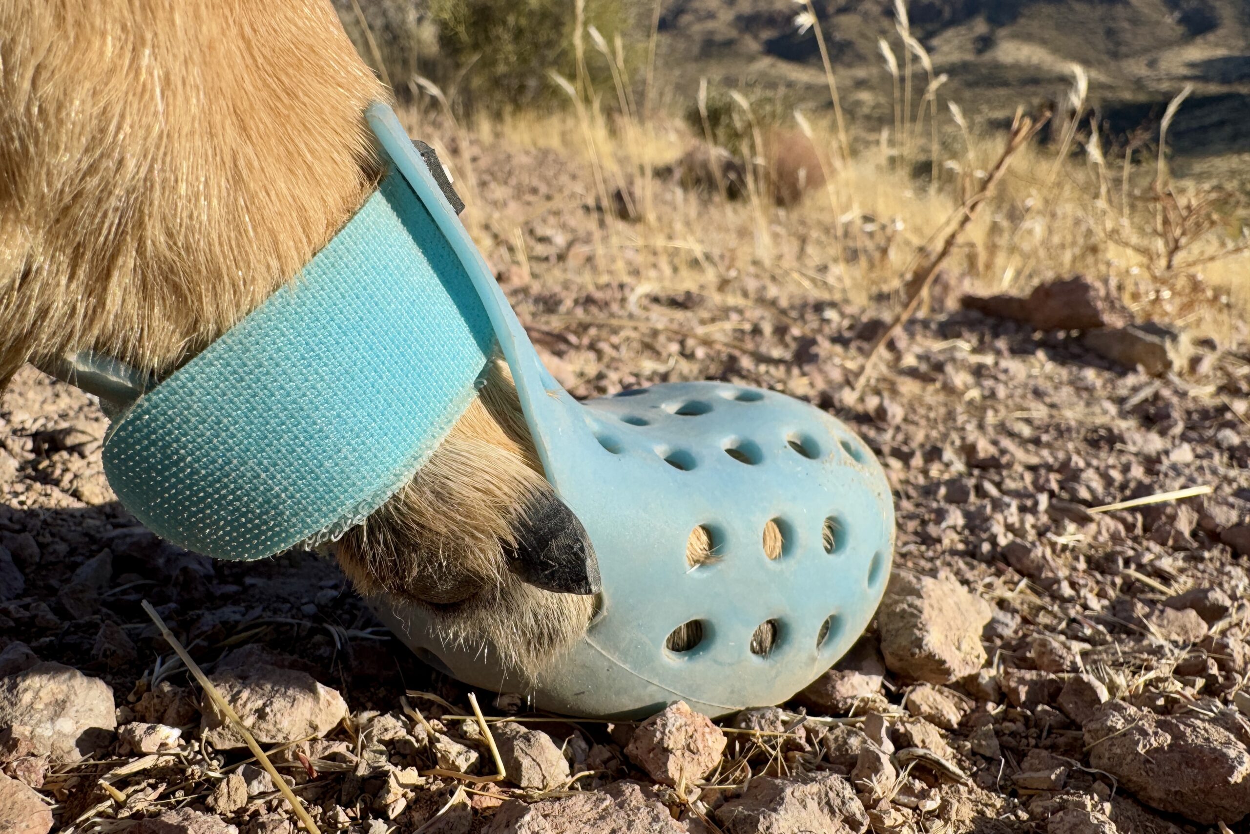 A close up of the WagWellies on a dog's foot. This pictures shows the dew claw is not covered by the boot.