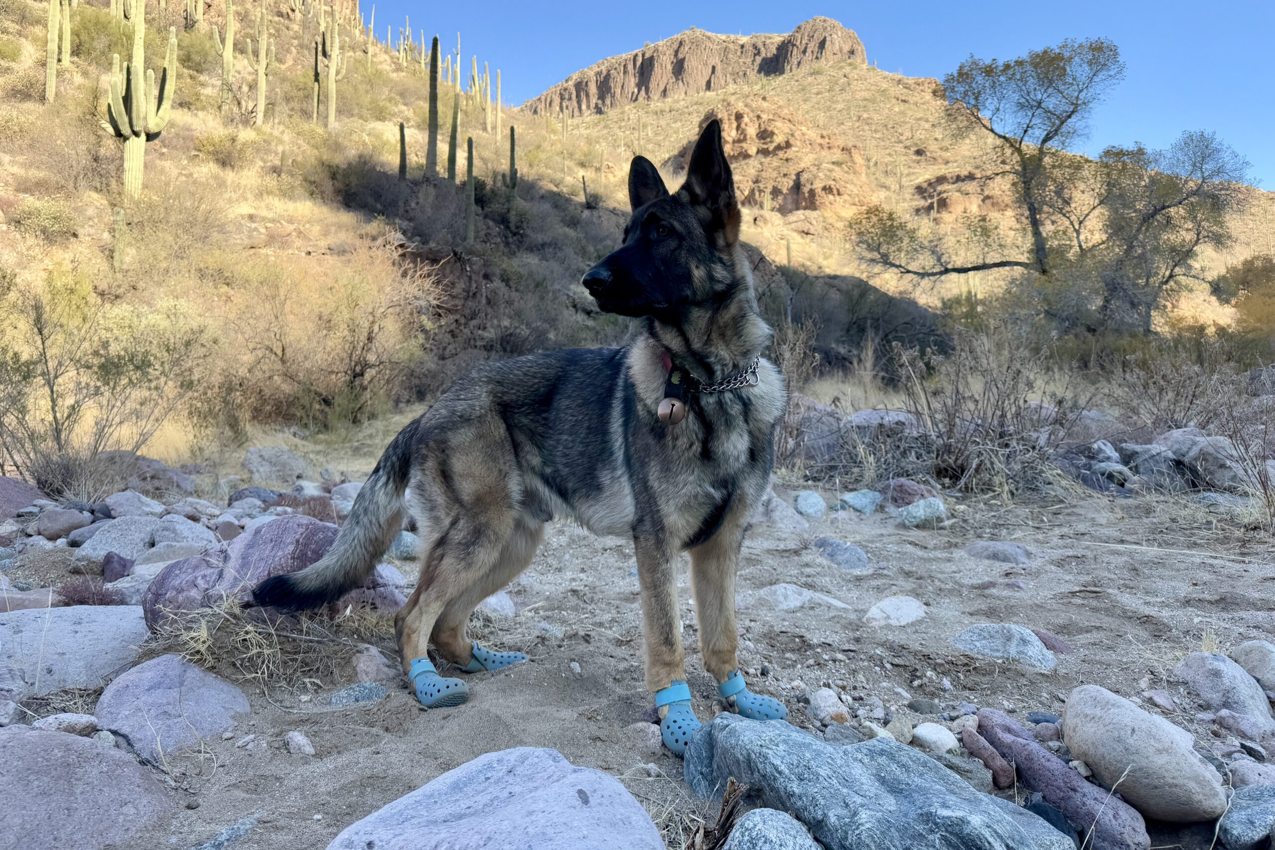 A German Shepherd Dog wearing the WagWellies boots stands in a sand and rock filled wash. There are saguaro covered hills in the background.