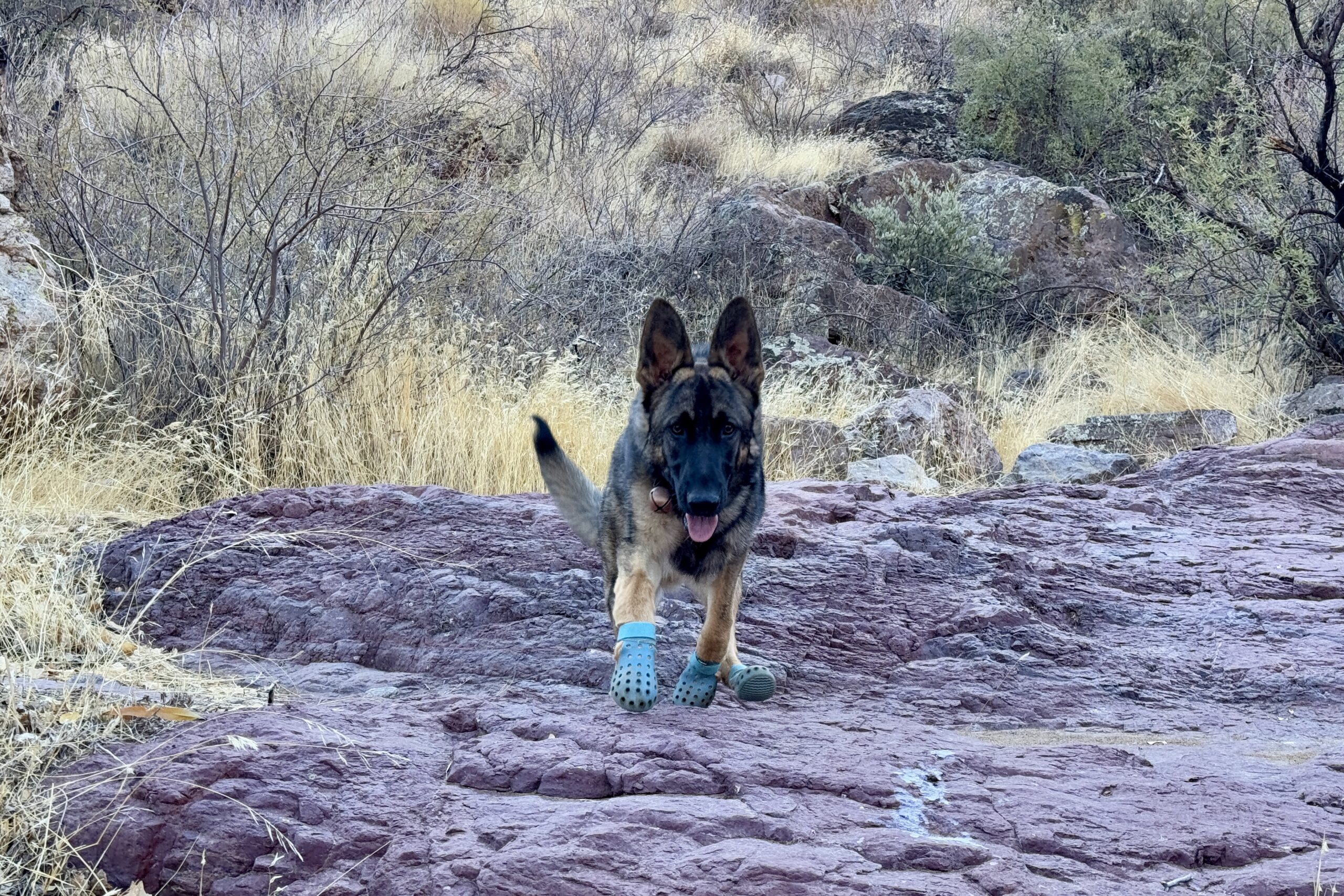 A German Shepherd Dog wearing the WagWellies runs down a slab rock towards the camera. There is yellow grass, boulders, and bushes in the background.