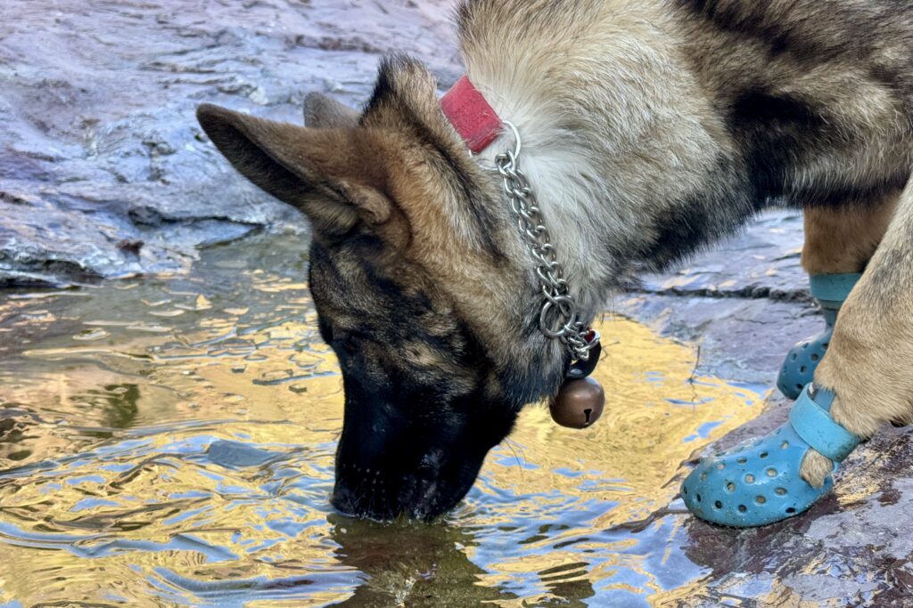 A close up of a German Shepherd Dog wearing the WagWellies Mojave while drinking out of a small pool on a slab rock.