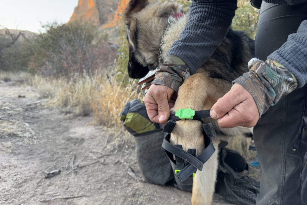 A close up of a person adjusting the straps on the Clawgs V3 boots on a dog. The area is open and there are bushes in the background.