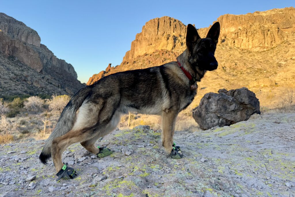 A German Shepherd Dog wearing the Clawgs V3 stands on a rock slab with glowing mountains in the background.