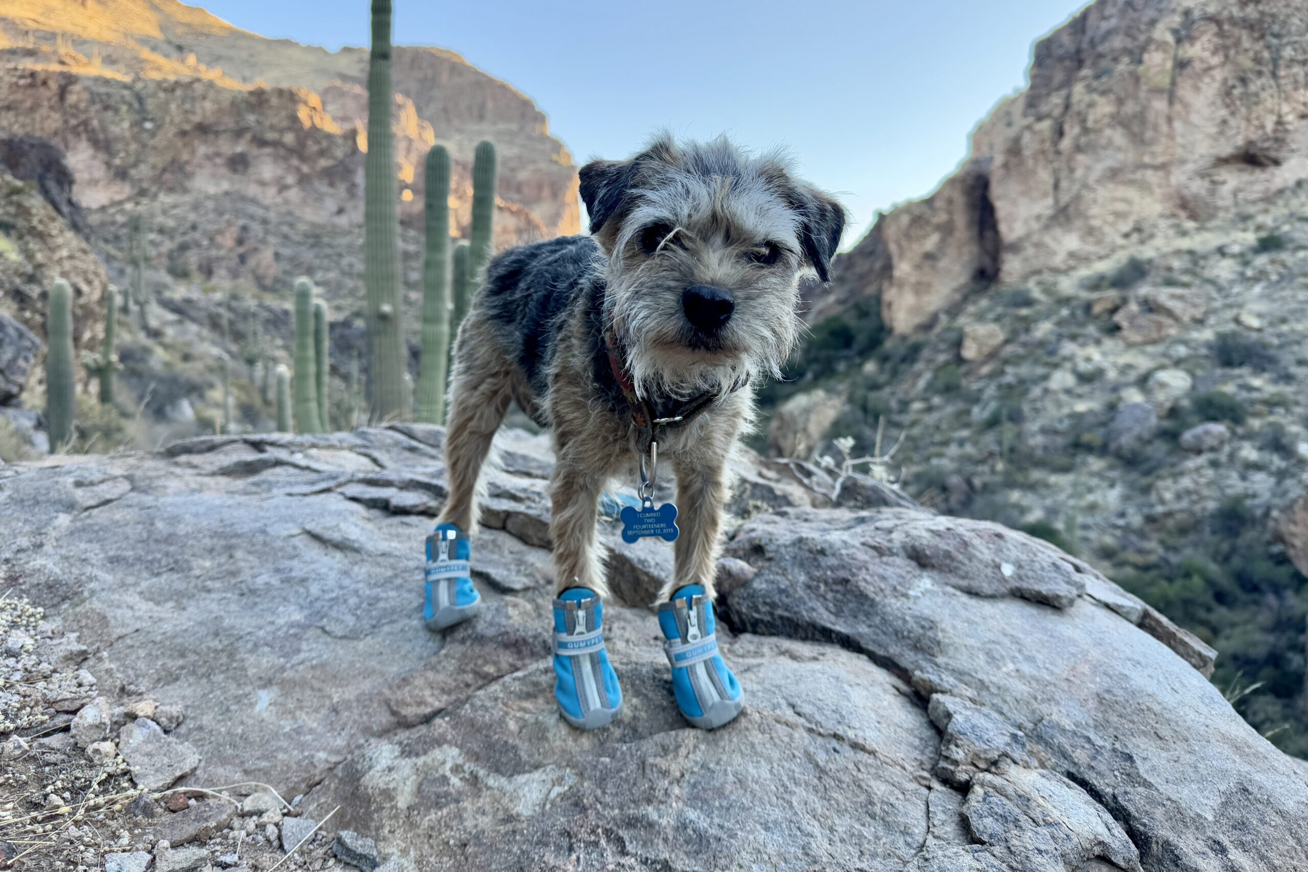 A small terrier wearing the Qumy boots stands on a rock. There is a desert landscape in the background with saguaros and mountains.