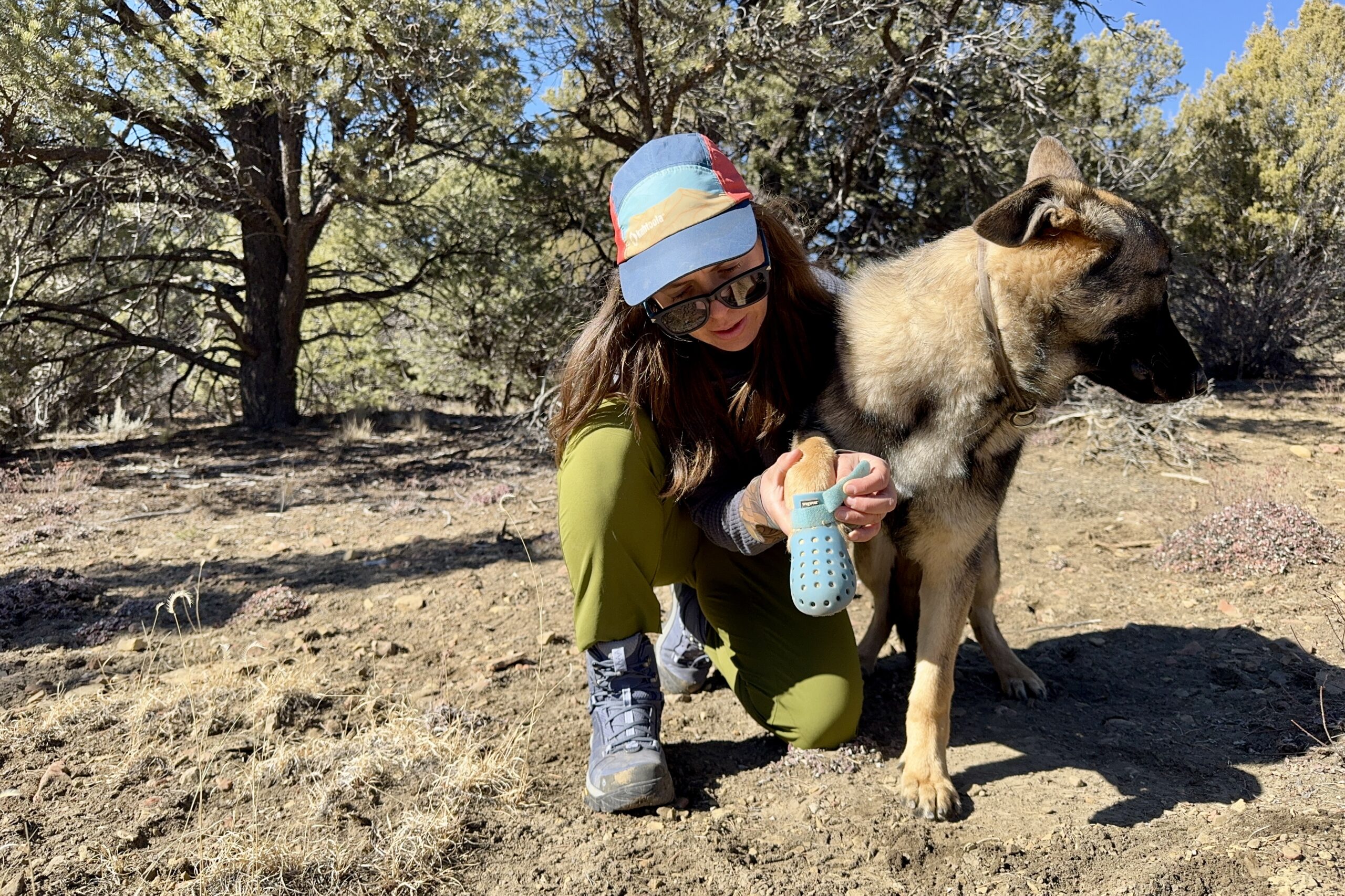 A person is putting a WagWellies boot on a German Shepherd Dog while standing in a pinion forest.