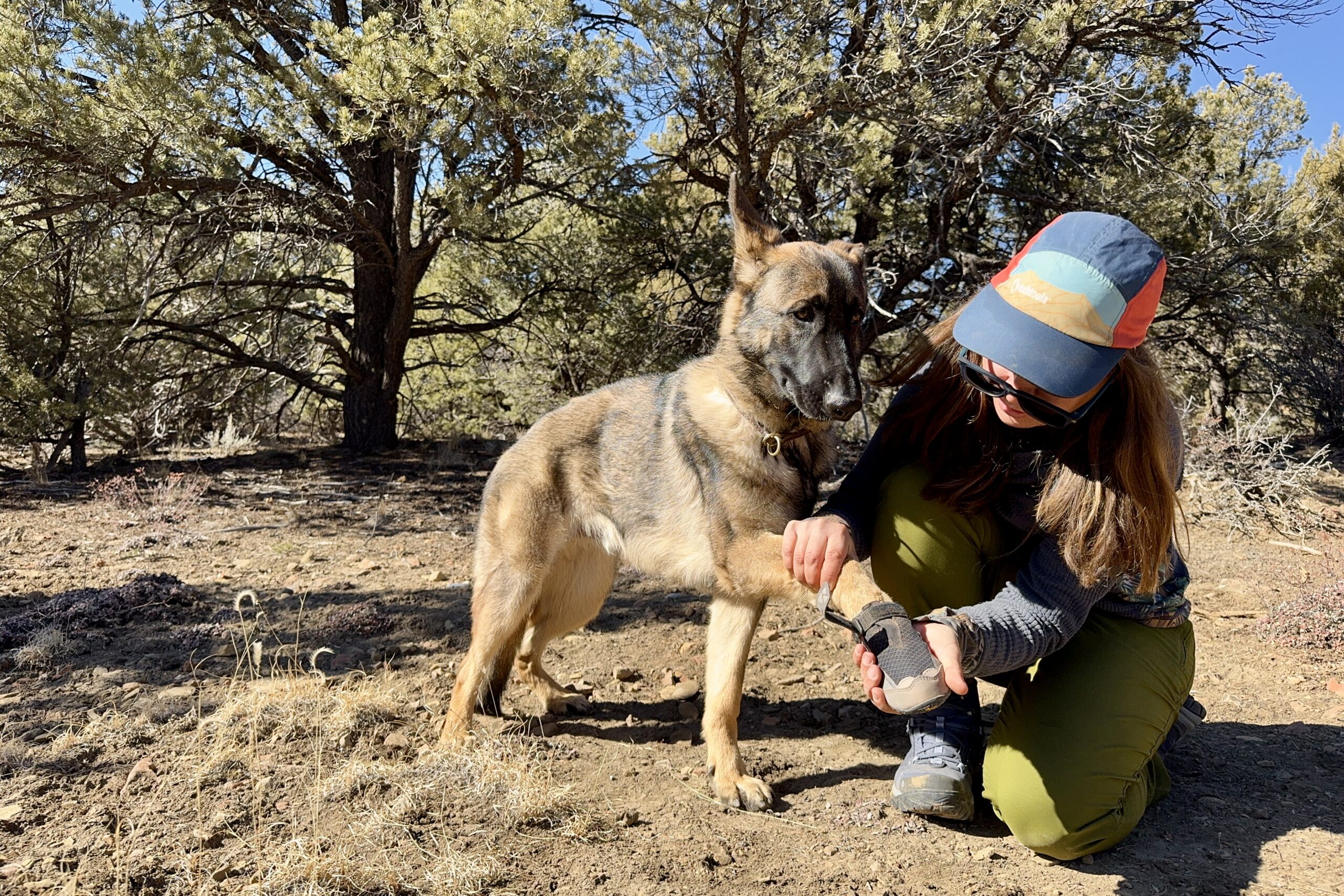 A person is putting a Ruffwear boot on a German Shepherd Dog while standing in a pinion forest.