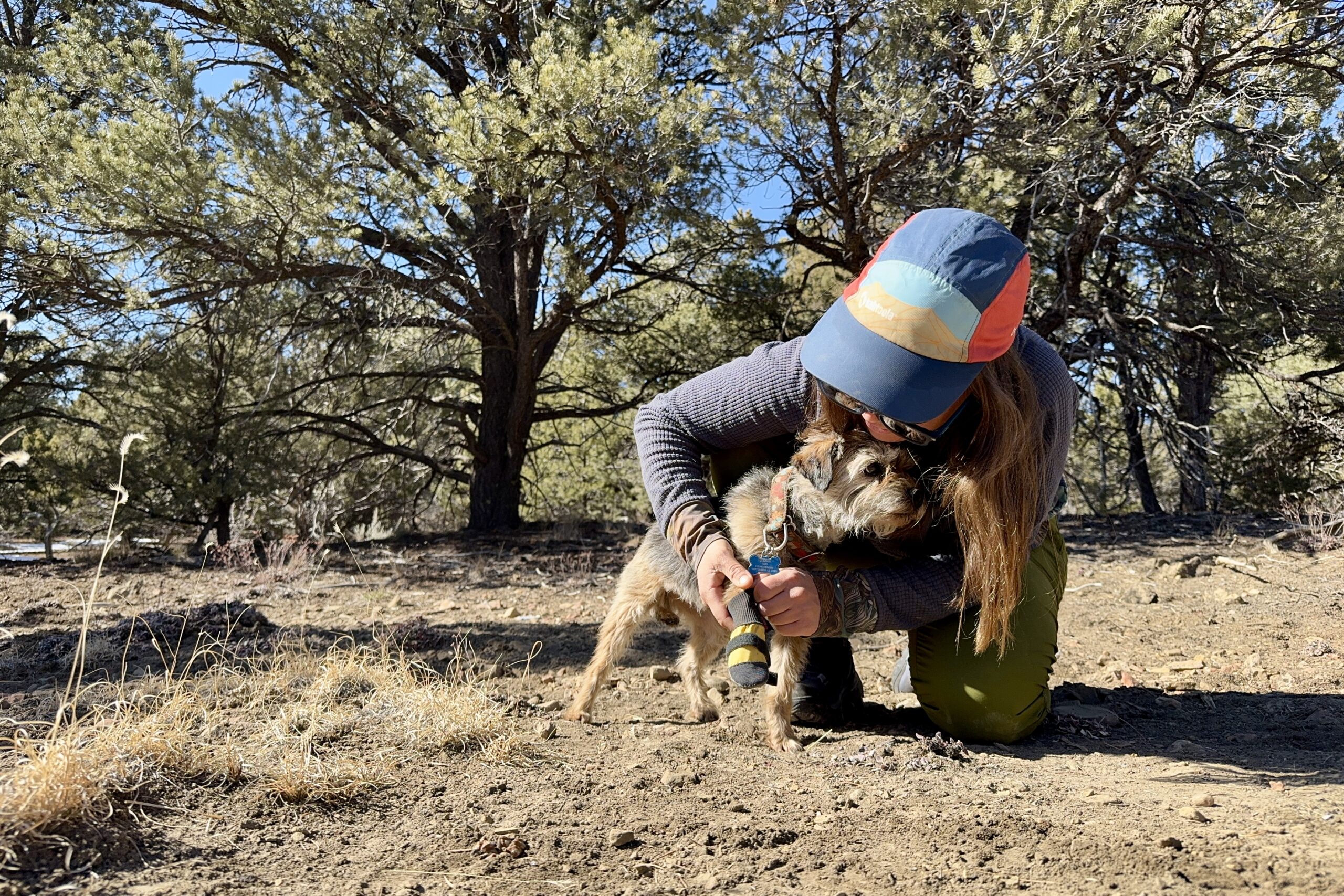 A person is putting a Muttluks boot on a small terrier while standing in a pinion forest.
