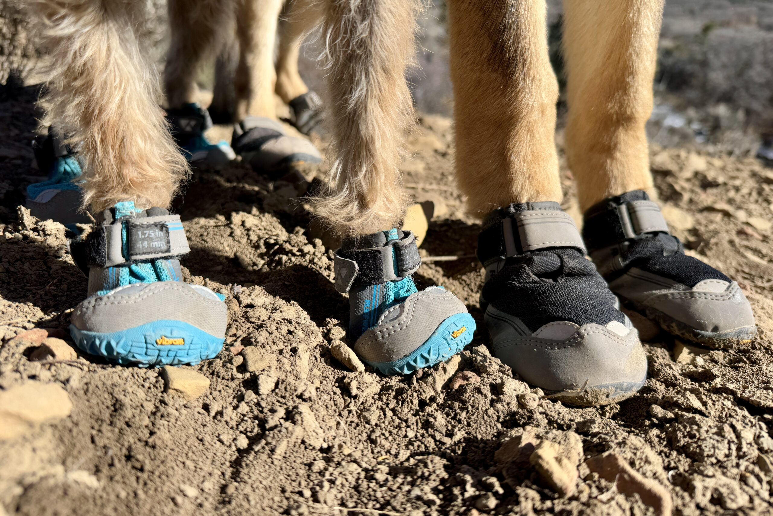 A close up of two different dogs wearing the Ruffwear Grip Trex boots. The dog feet on the left are small with blue boots and the feet on the left are larger with black boots.