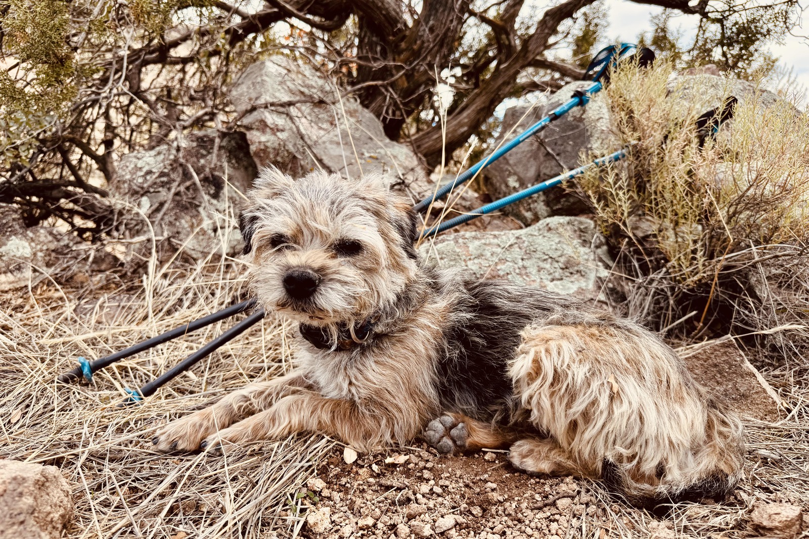 A small dog is laying on the ground looking towards the camera. The Distance Carbon trekking poles are propped on some rocks behind the dog. There are trees and desert shrubs in the background.