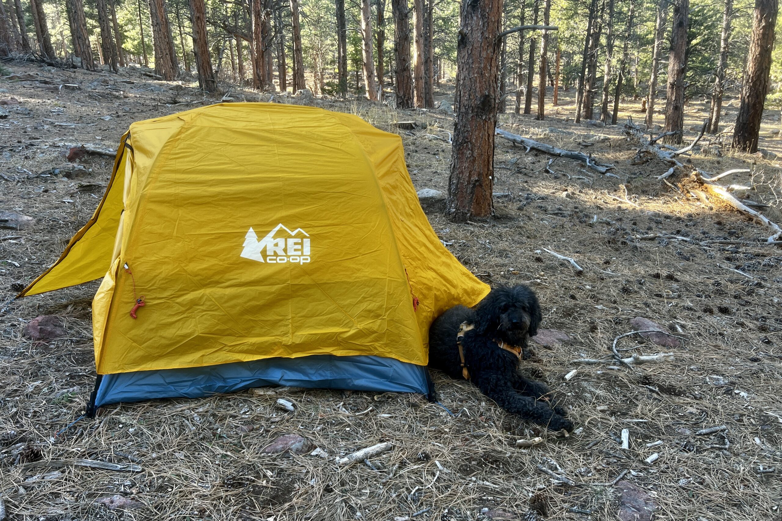 a black dog lays next to a yellow tent