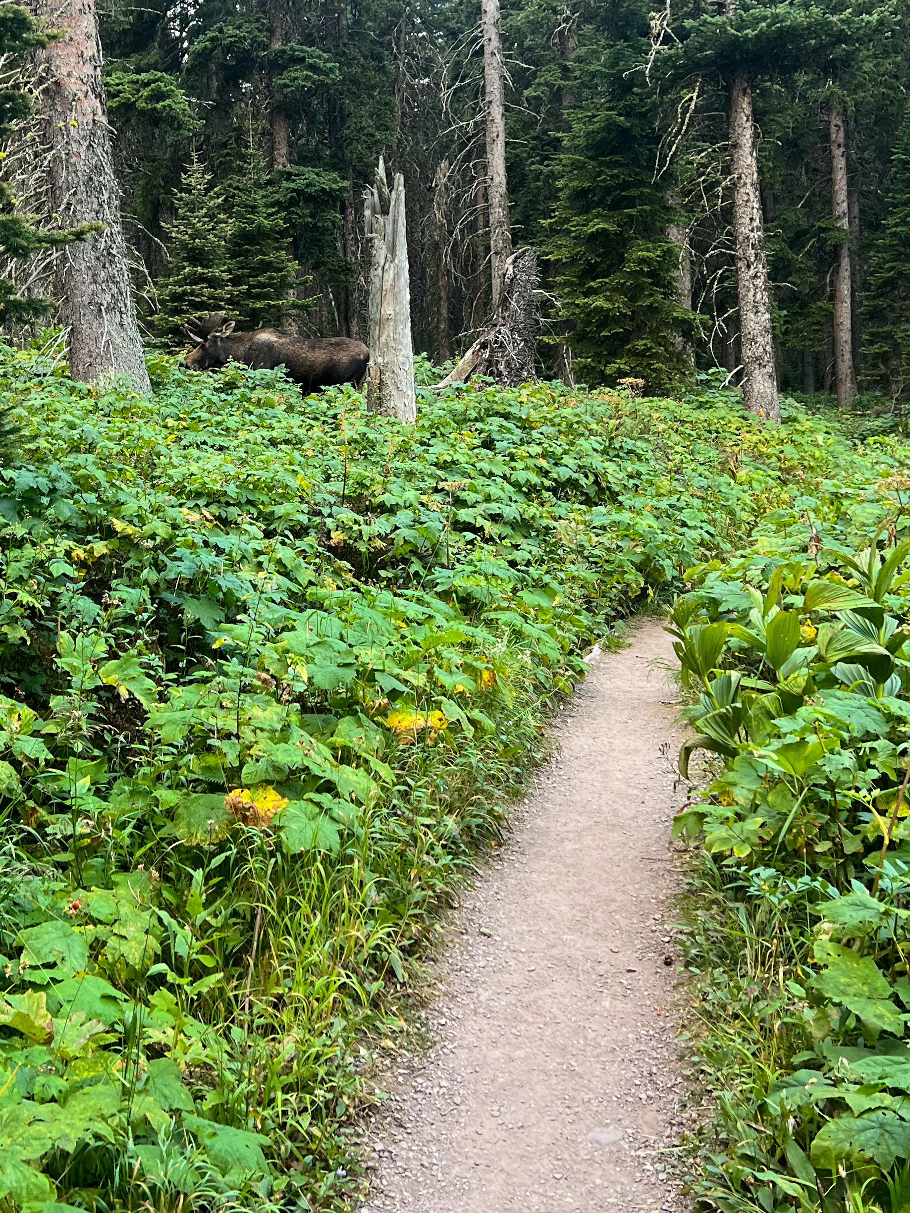 a moose along a trail of green foliage