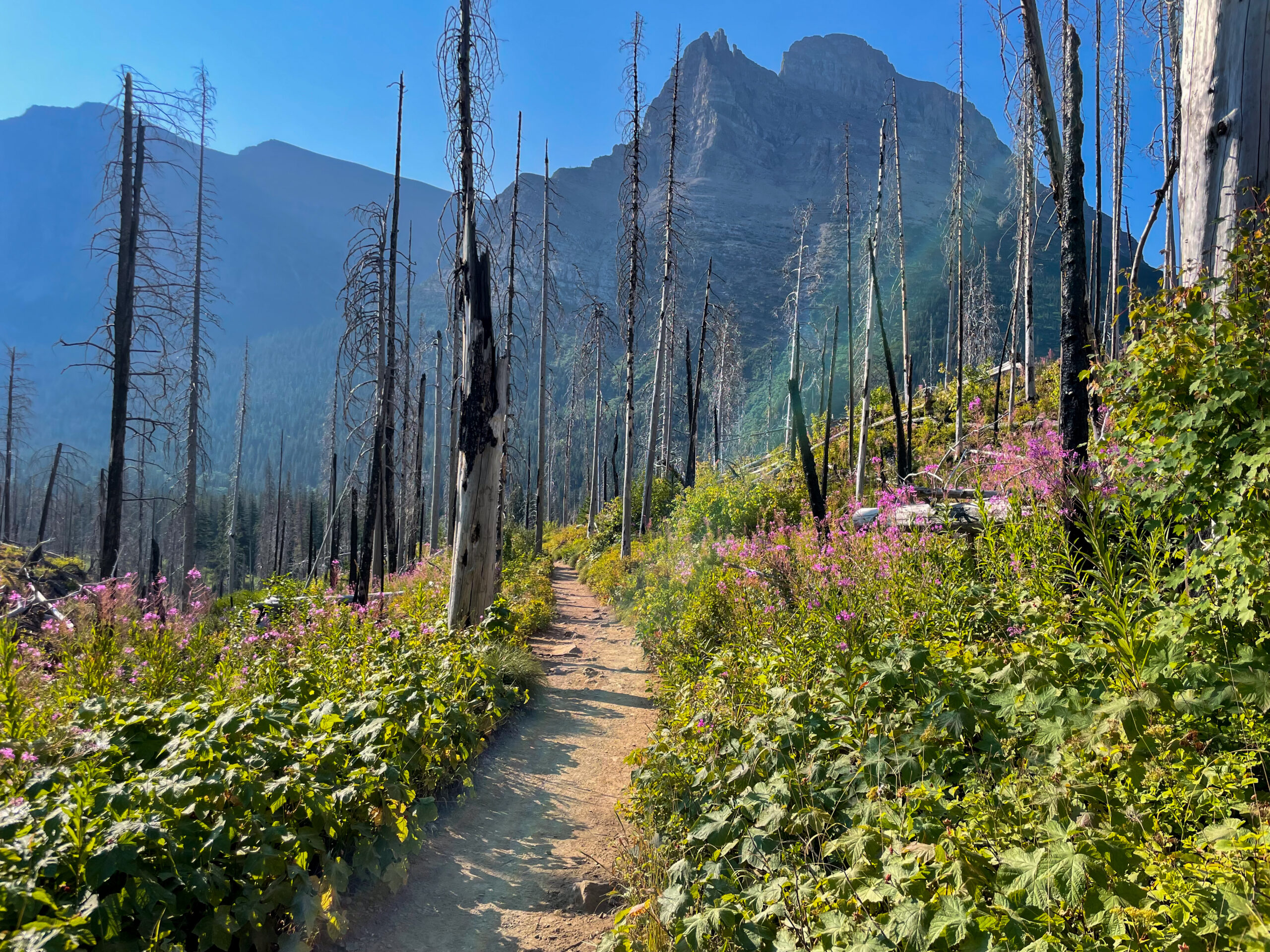 wildflowers in front of big blue mountains