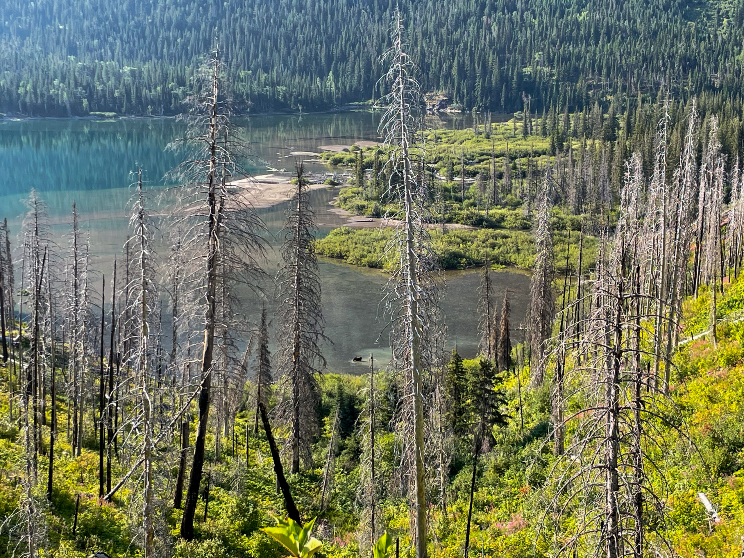 a moose low below in a lakw