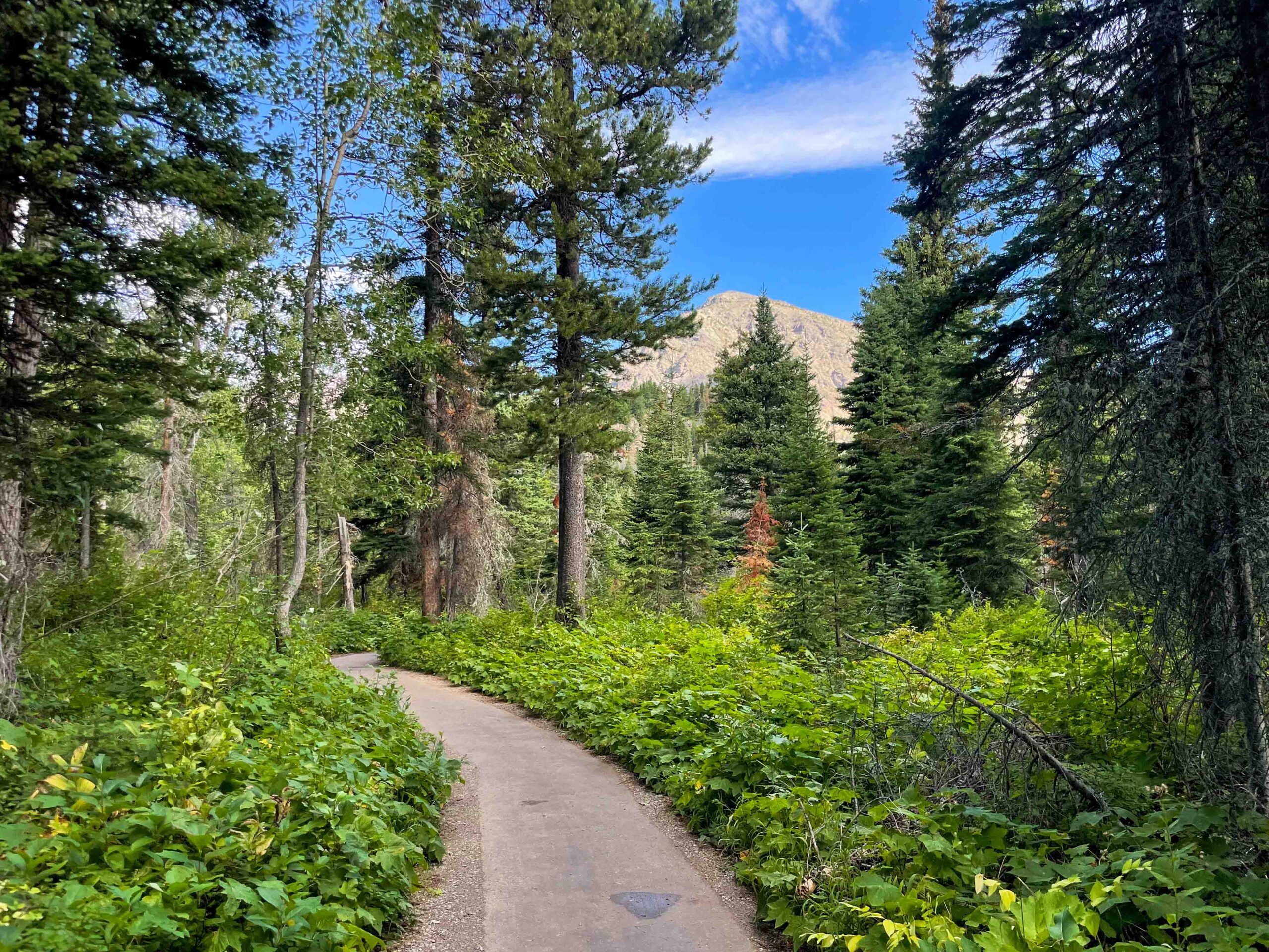 a trail through lush forest with blue ski