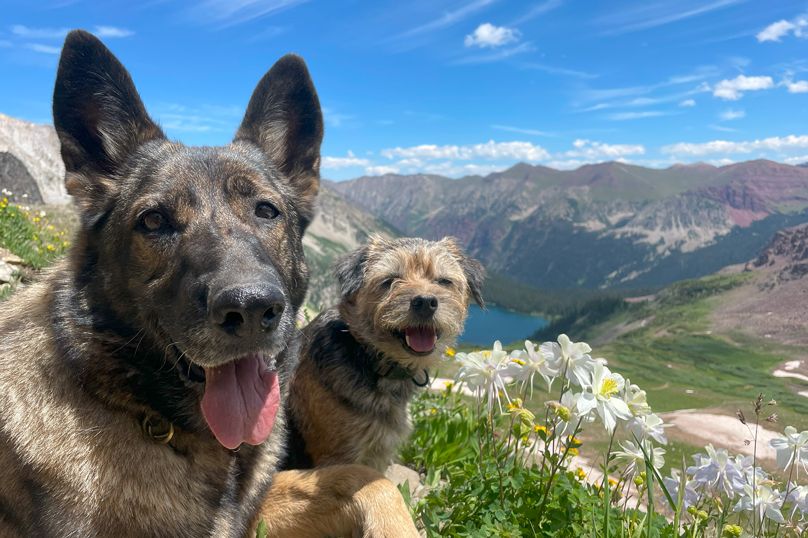 A close up of a German Shepherd Dog and Border Terrier sitting next to some Columbine flowers. There is a lake and some mountains in the distance behind them.