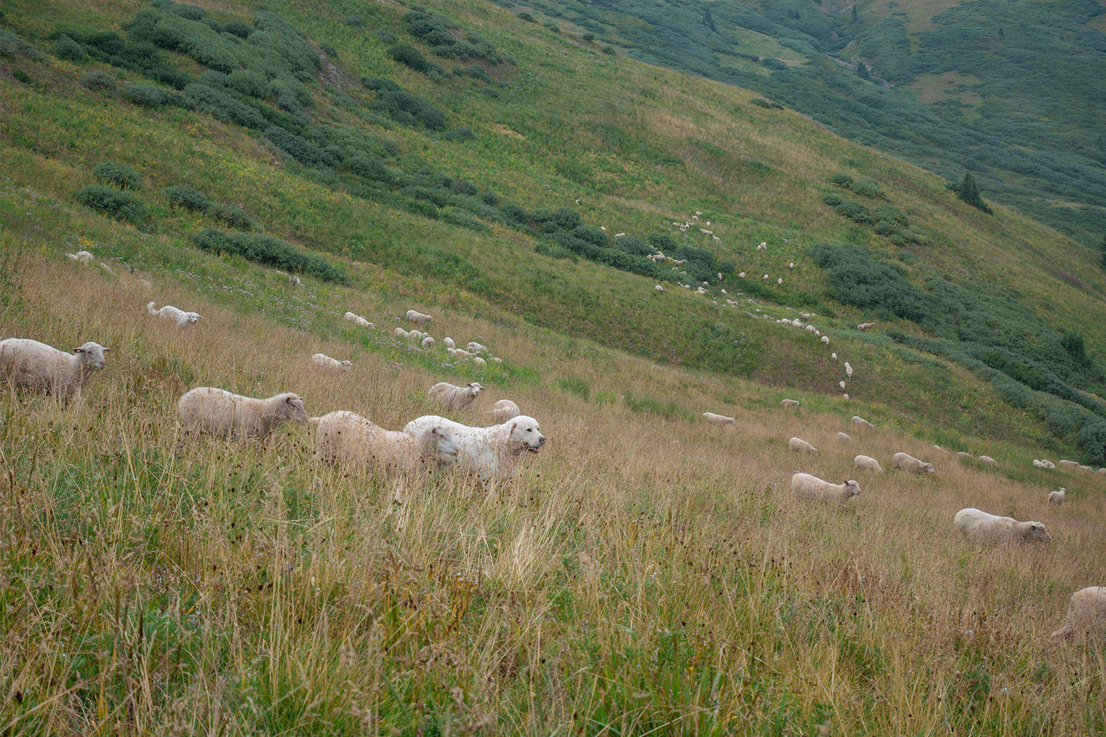 Sheep a grassy tundra above tree line. A Pyrenean Shepherd stands near one of the sheep in the center of the photo.