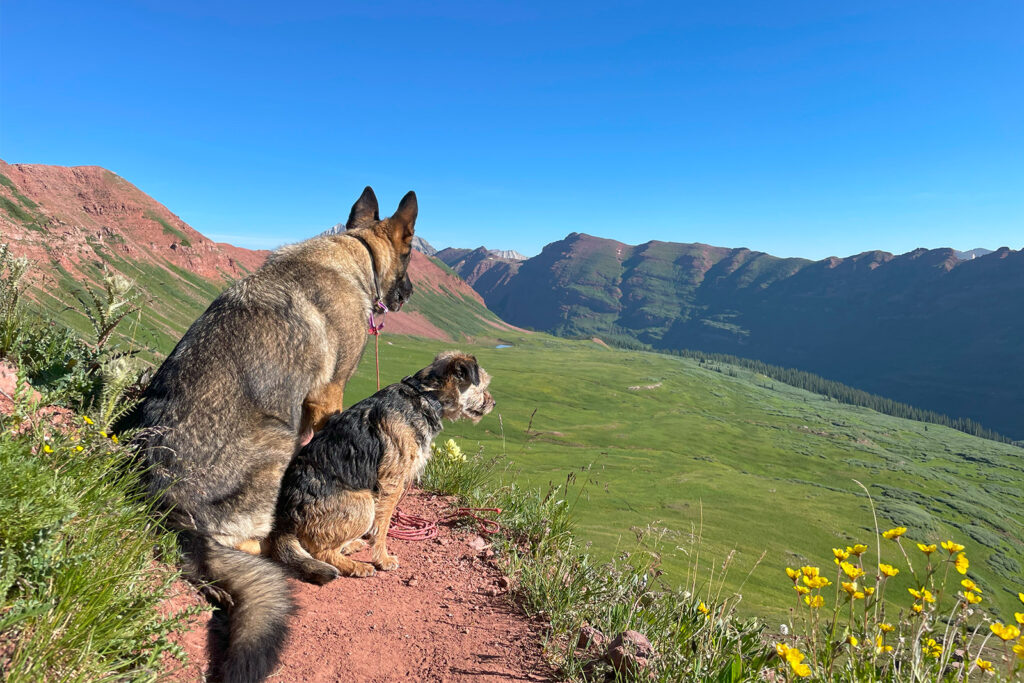 A German Shepherd Dog and Border Terrier sit on a dirt trail overlooking a view. There is a green valley below surrounded by red peaks.