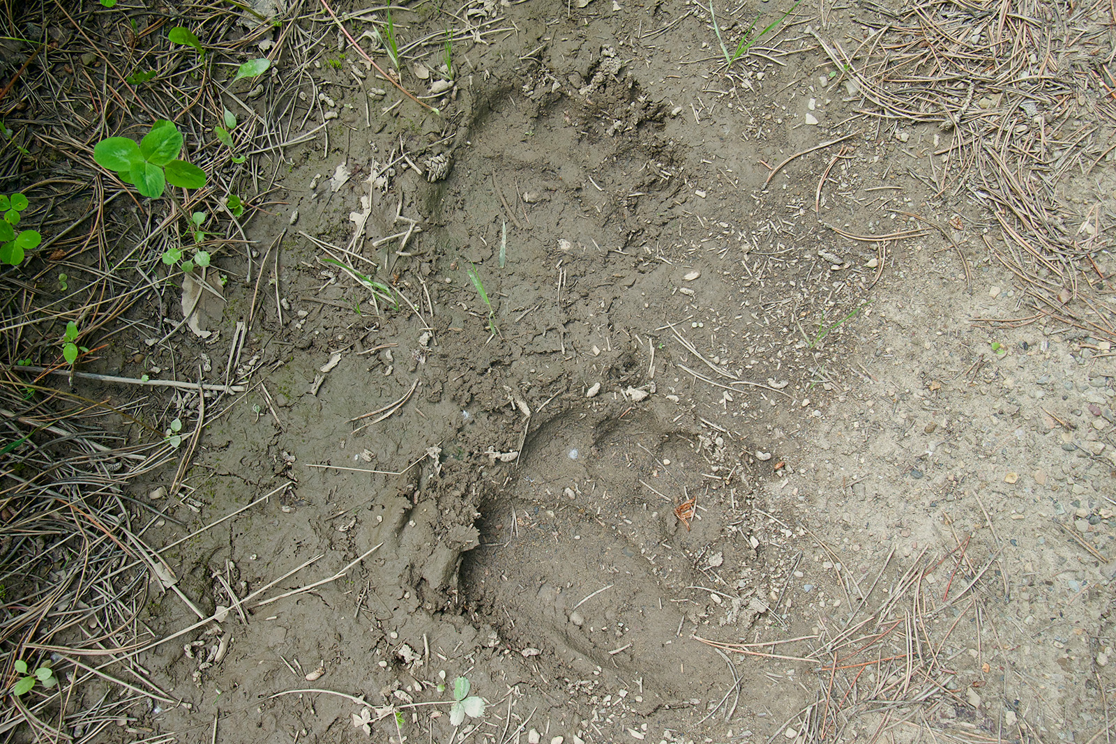 Close up of some bear foot prints in the mud.