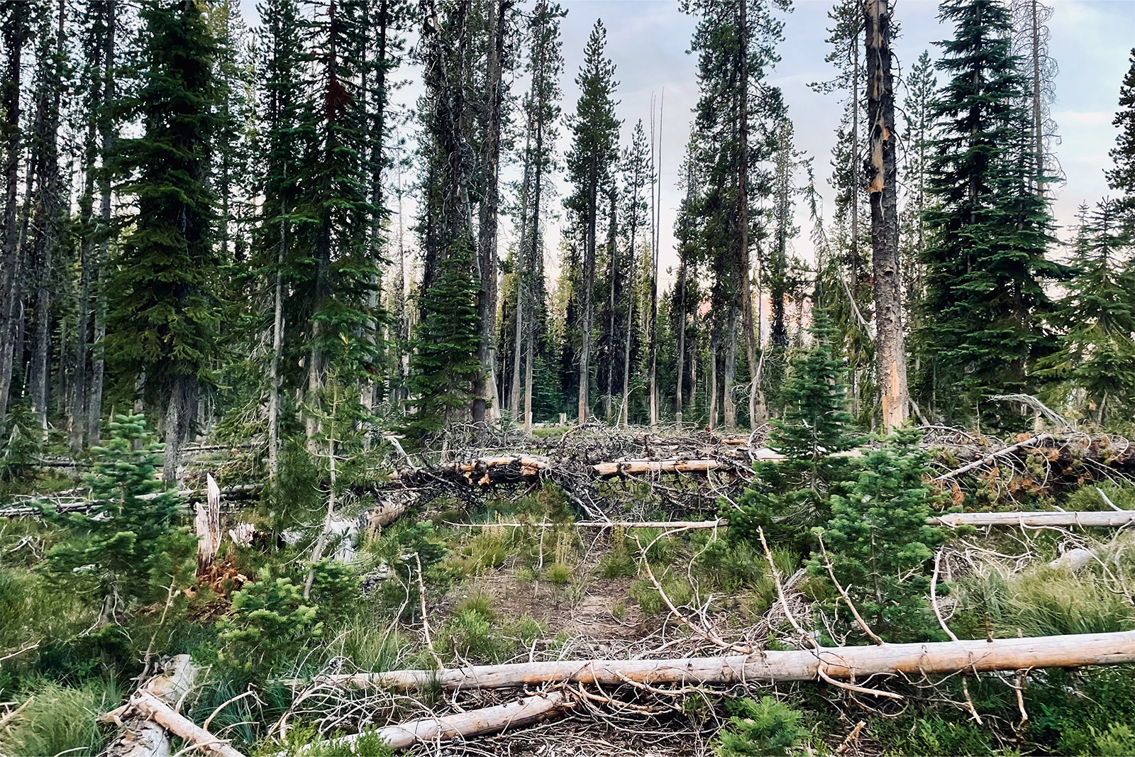 The trail is barely visible under several skinny blowdowns in a pine forest.