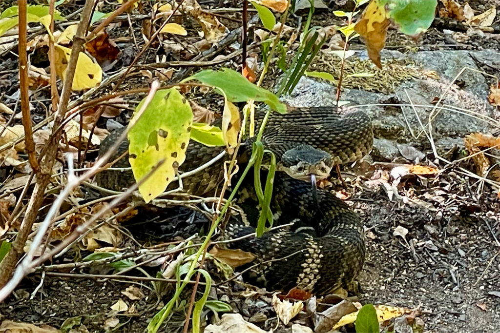 A rattlesnake is coiled up under some plants and looks ready to strike.