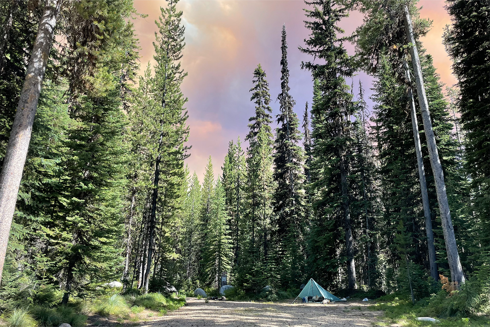 A tarp tent is set up among many tall trees. Above the trees, the sky is purple and beige with smoke from a nearby wildfire.