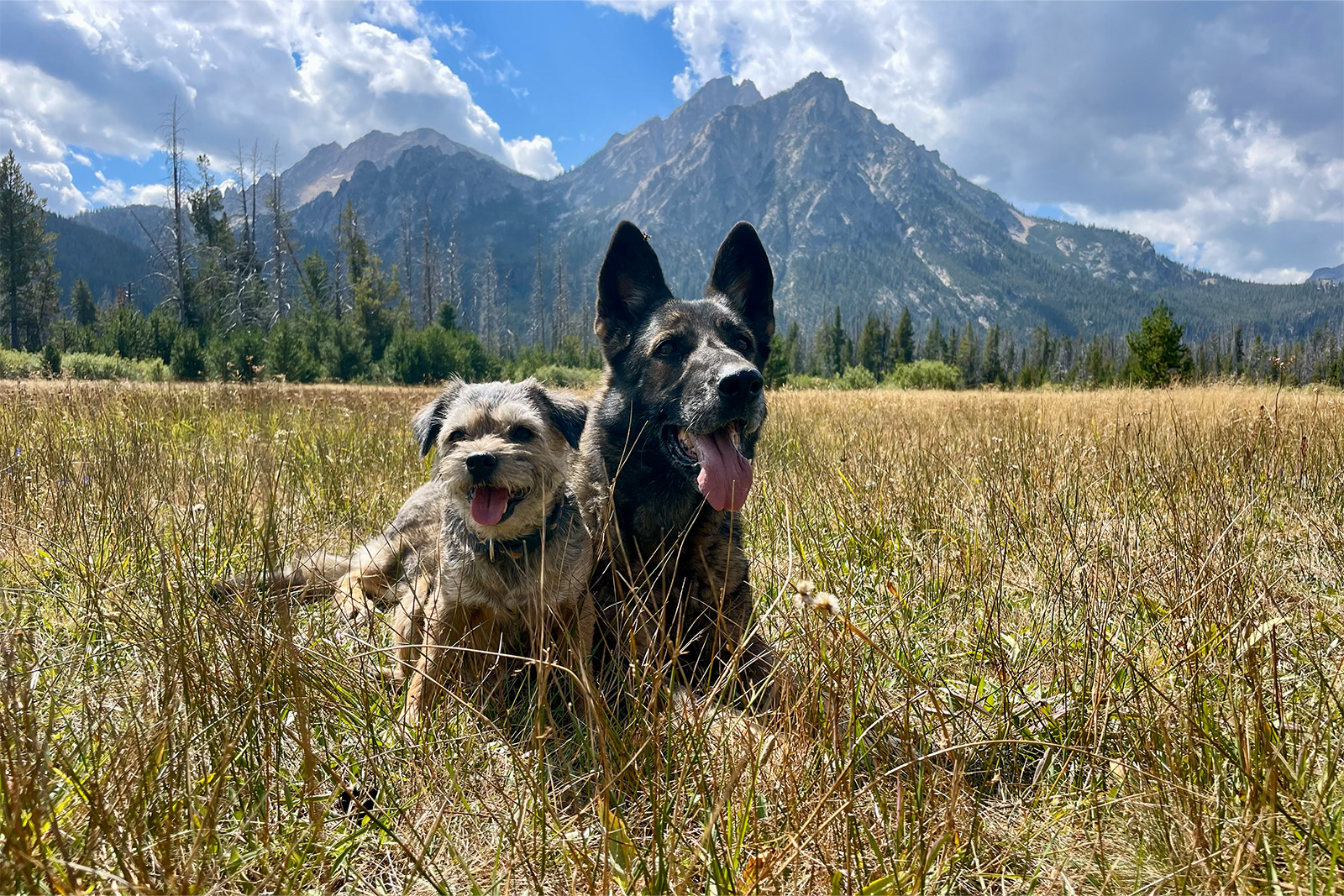 A German Shepherd Dog and Border Terrier are sitting in some golden grass with a craggy mountain in the background on a sunny day.