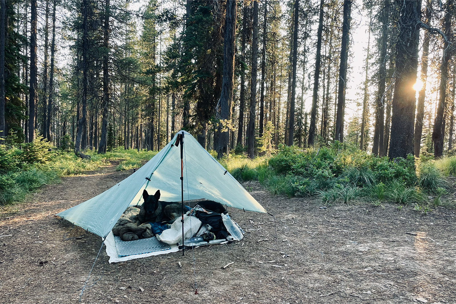 A flat tarp tent is set up in a clear area among some pine trees. The sun is setting to the right.