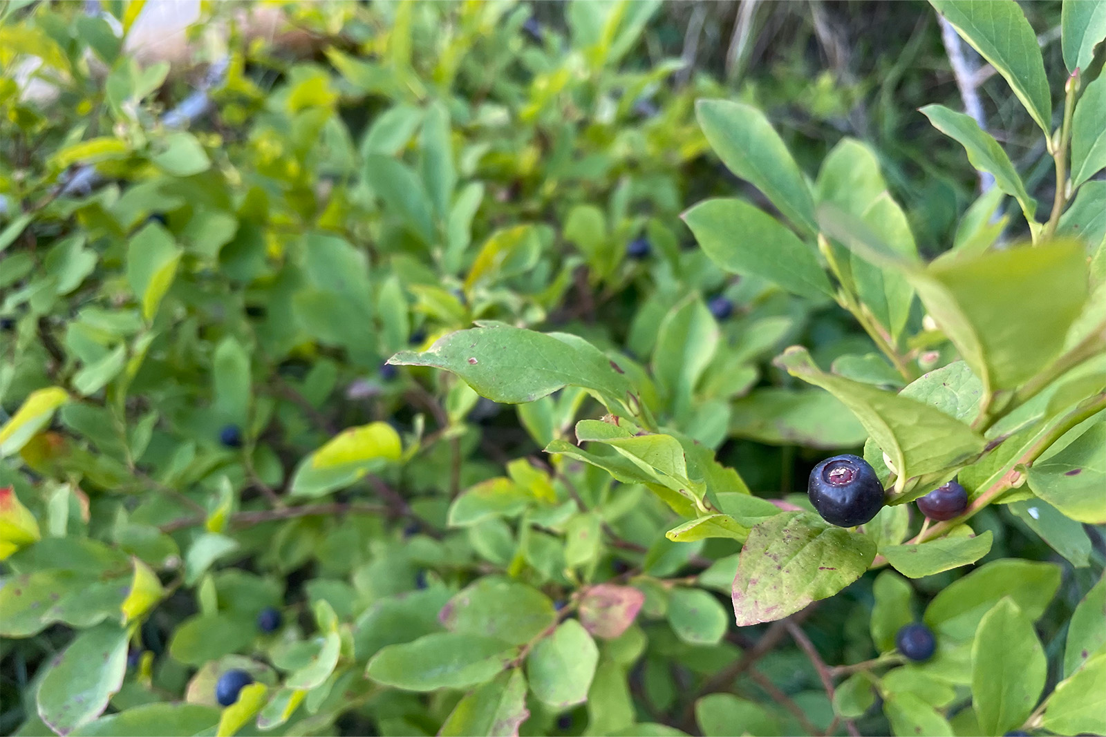 Close up of some huckleberries still on the bush.